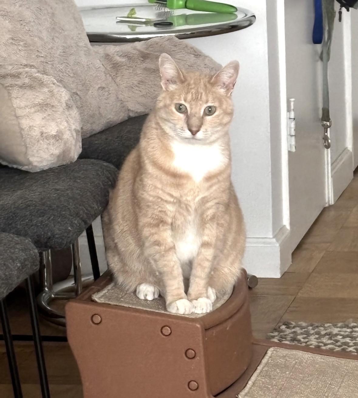 Enlarge Mango, an adopted Domestic Short Hair in Bronx, NY image 2/6