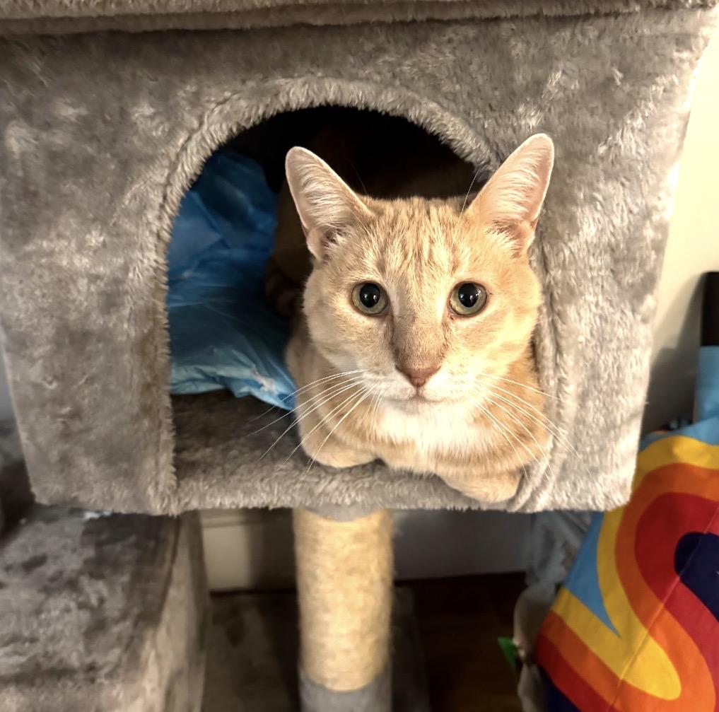Enlarge Mango, an adopted Domestic Short Hair in Bronx, NY image 5/6