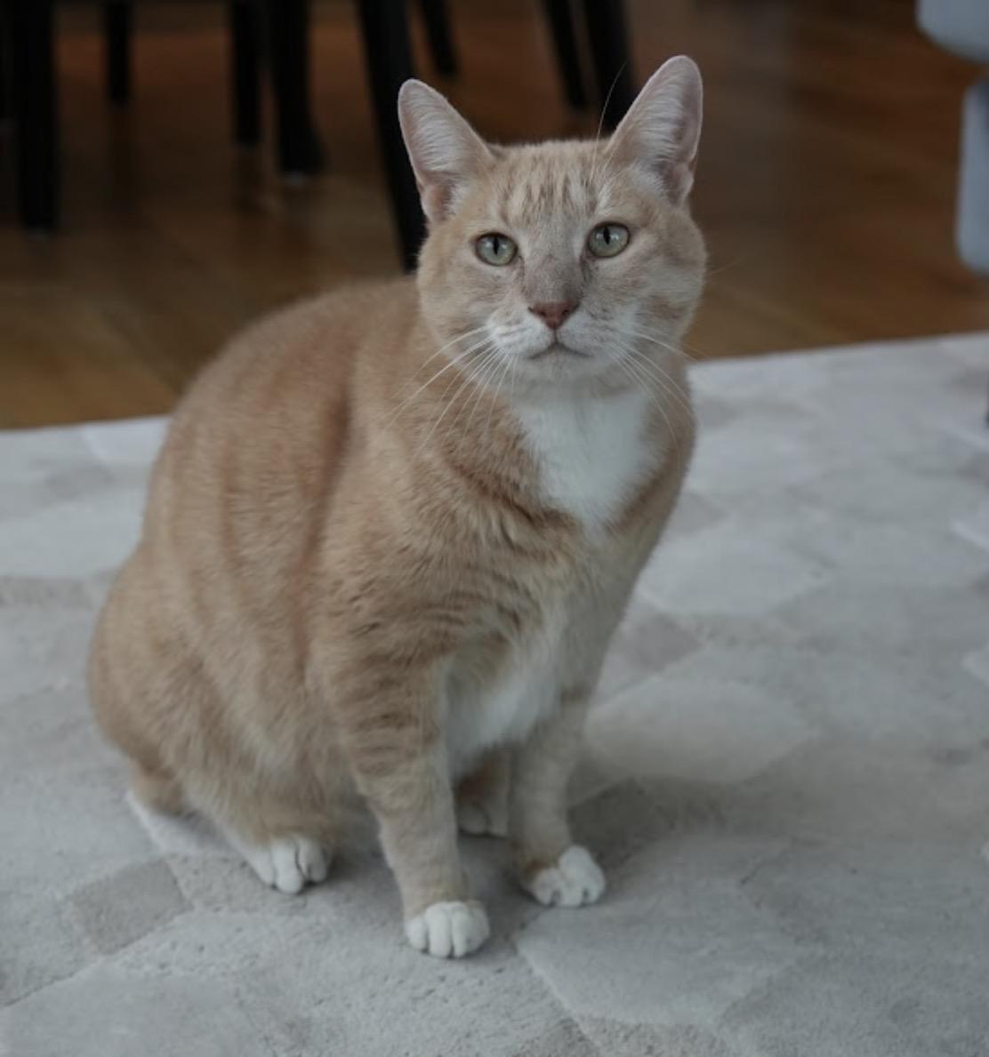 Enlarge Mango, an adopted Domestic Short Hair in Bronx, NY image 6/6