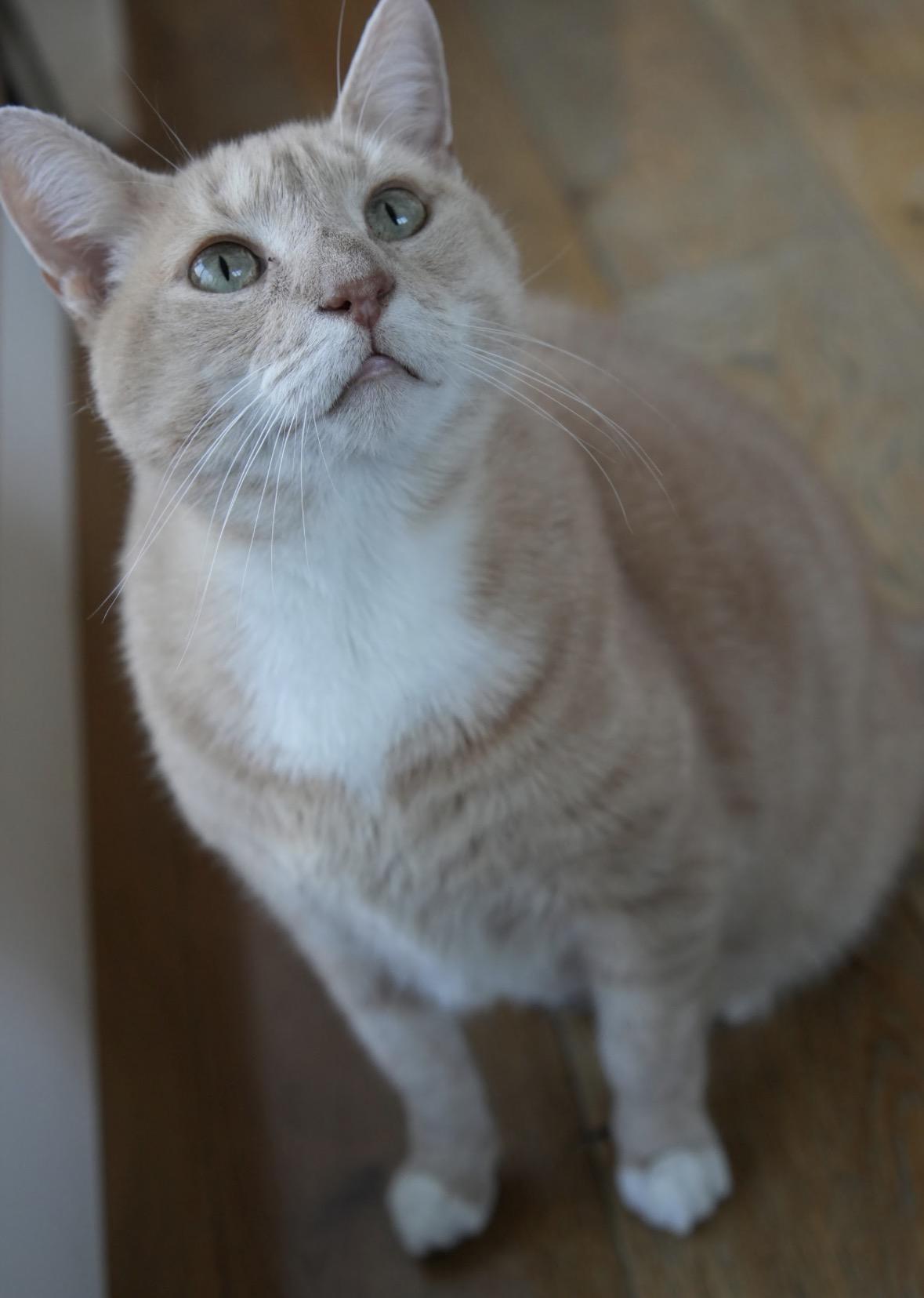 Mango, adopted, Adult Male Domestic Short Hair.