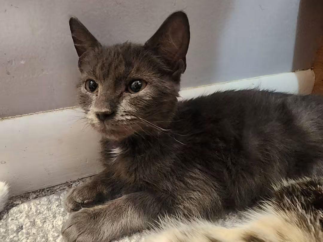 Enlarge Grace, a ADOPTABLE Domestic Short Hair in Temple, PA image 2/2