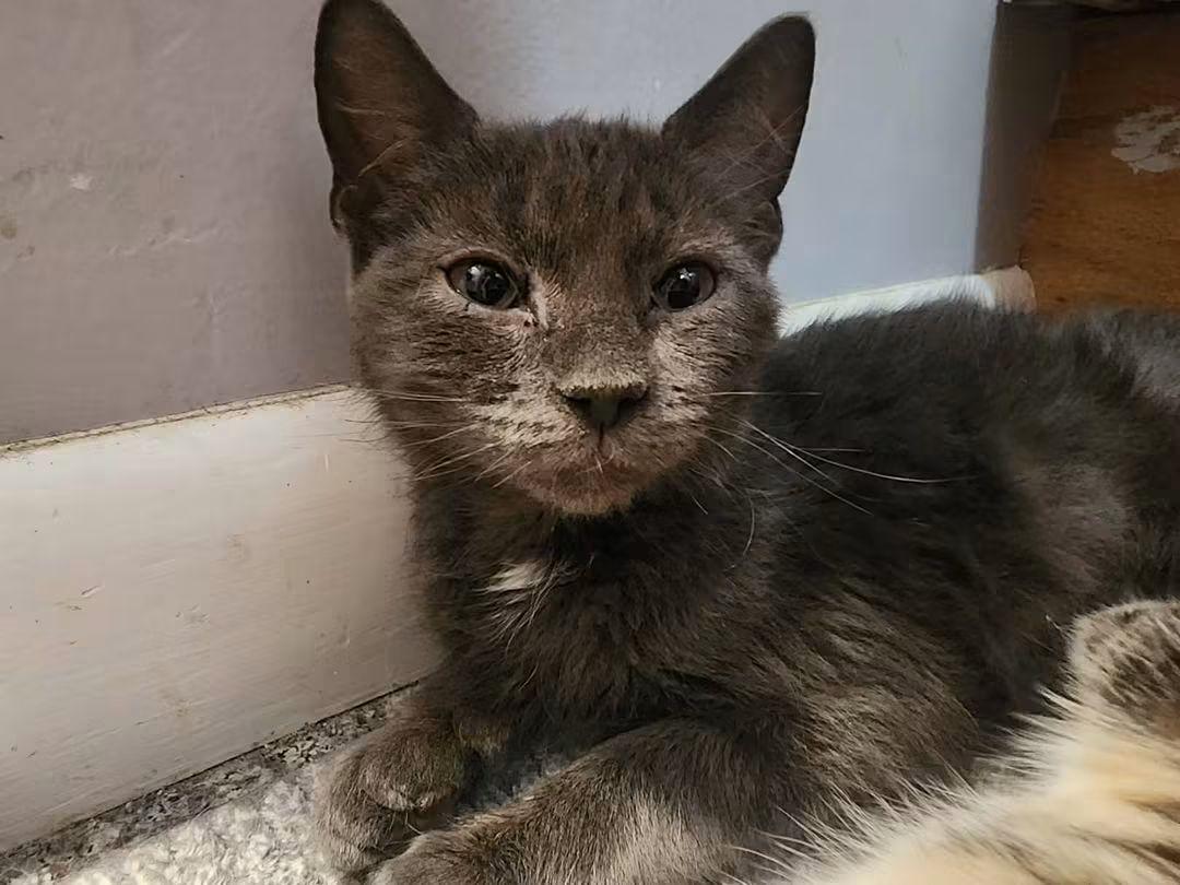 Enlarge Grace, a ADOPTABLE Domestic Short Hair in Temple, PA image 1/2