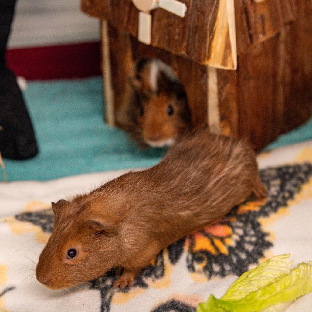 Chaol *Bonded w/ Rowan*, Adoptable, Baby Male Guinea Pig.