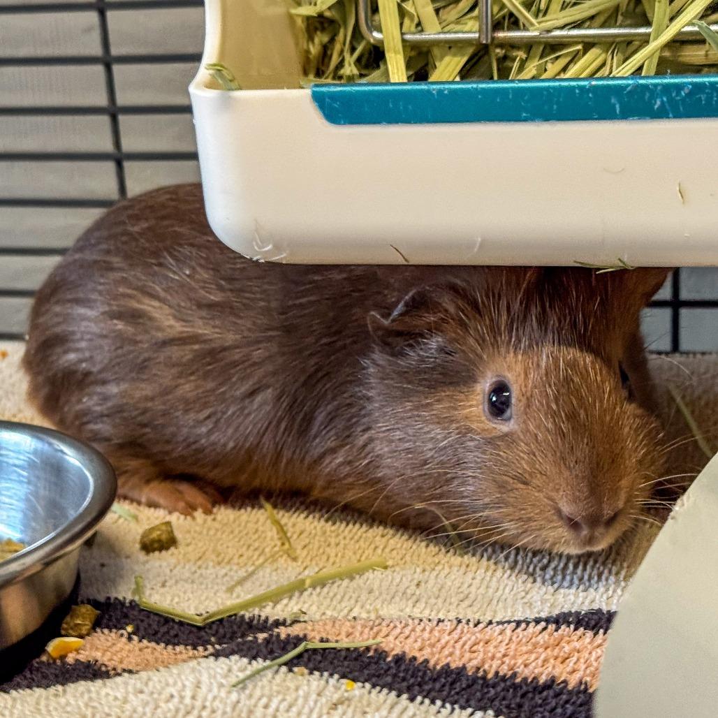 Enlarge Chaol *Bonded w/ Rowan*, a Adoptable Guinea Pig in Kennebunk, ME image 2/6