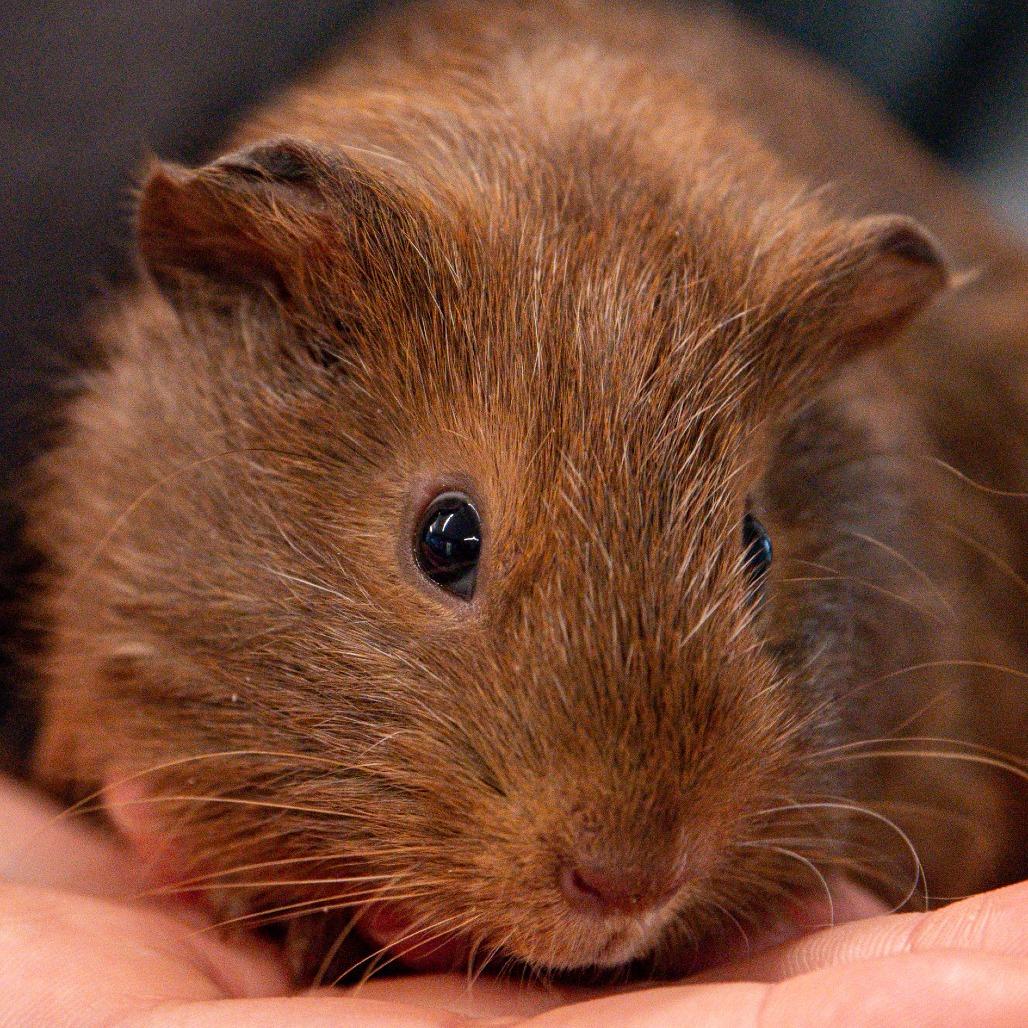 Enlarge Chaol *Bonded w/ Rowan*, a Adoptable Guinea Pig in Kennebunk, ME image 3/6