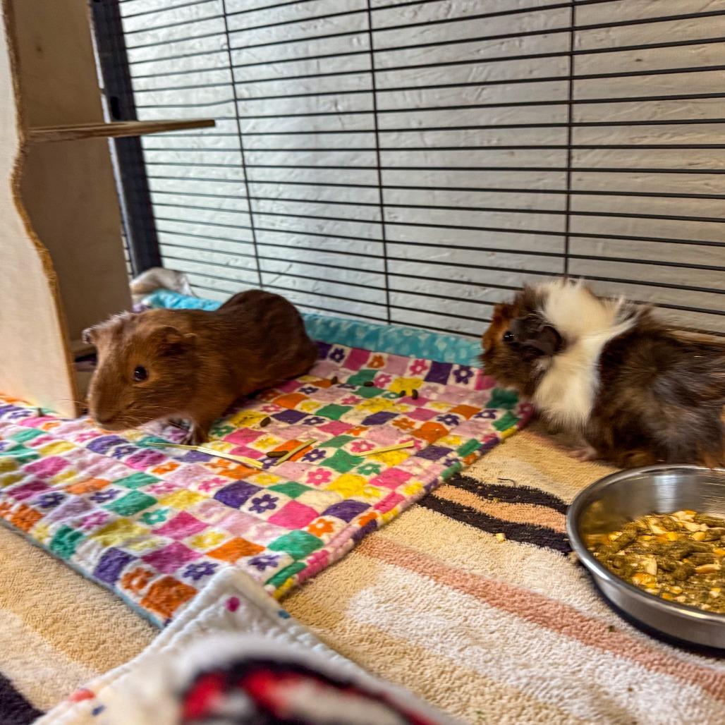 Enlarge Chaol *Bonded w/ Rowan*, a Adoptable Guinea Pig in Kennebunk, ME image 4/6