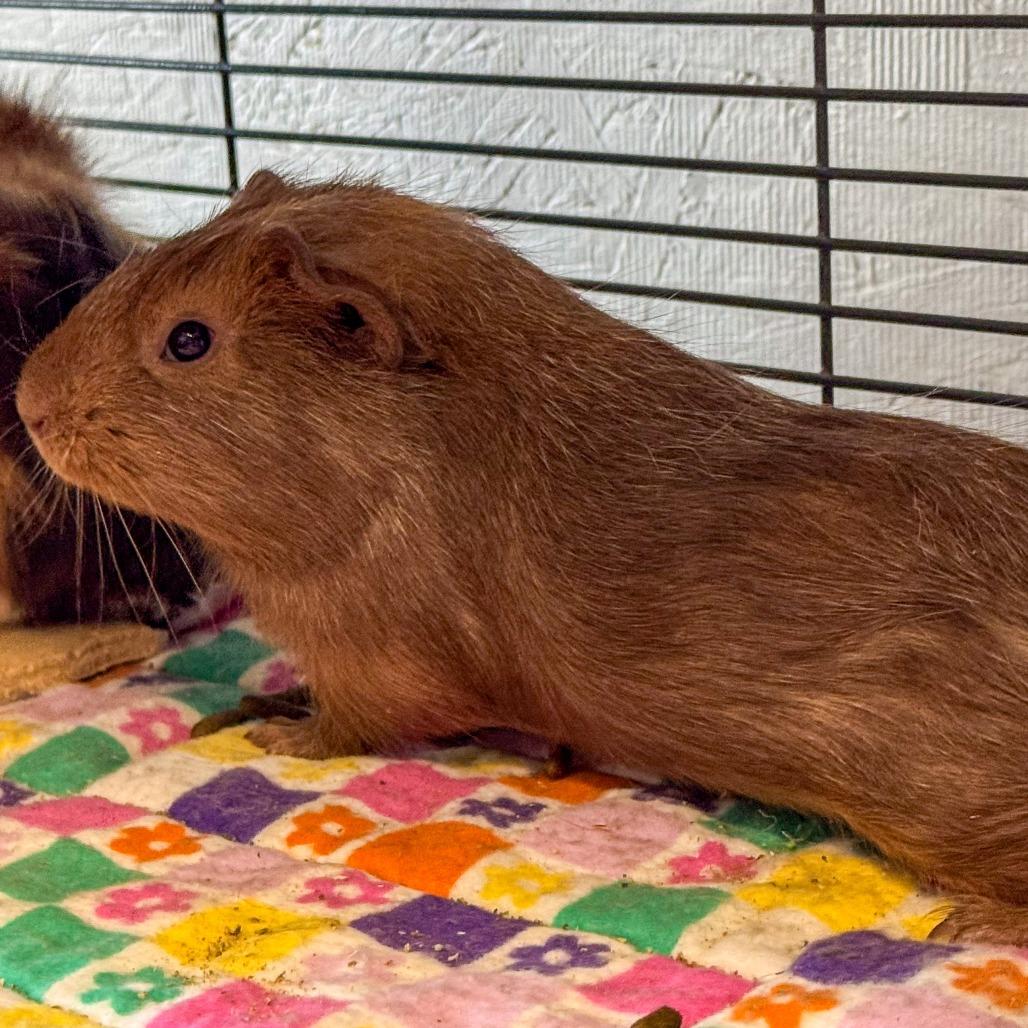 Enlarge Chaol *Bonded w/ Rowan*, a Adoptable Guinea Pig in Kennebunk, ME image 5/6