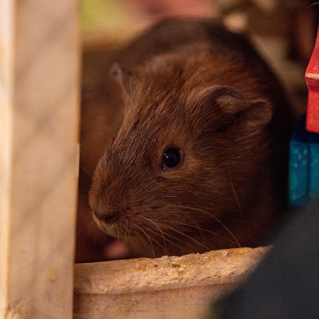 Enlarge Chaol *Bonded w/ Rowan*, a Adoptable Guinea Pig in Kennebunk, ME image 6/6