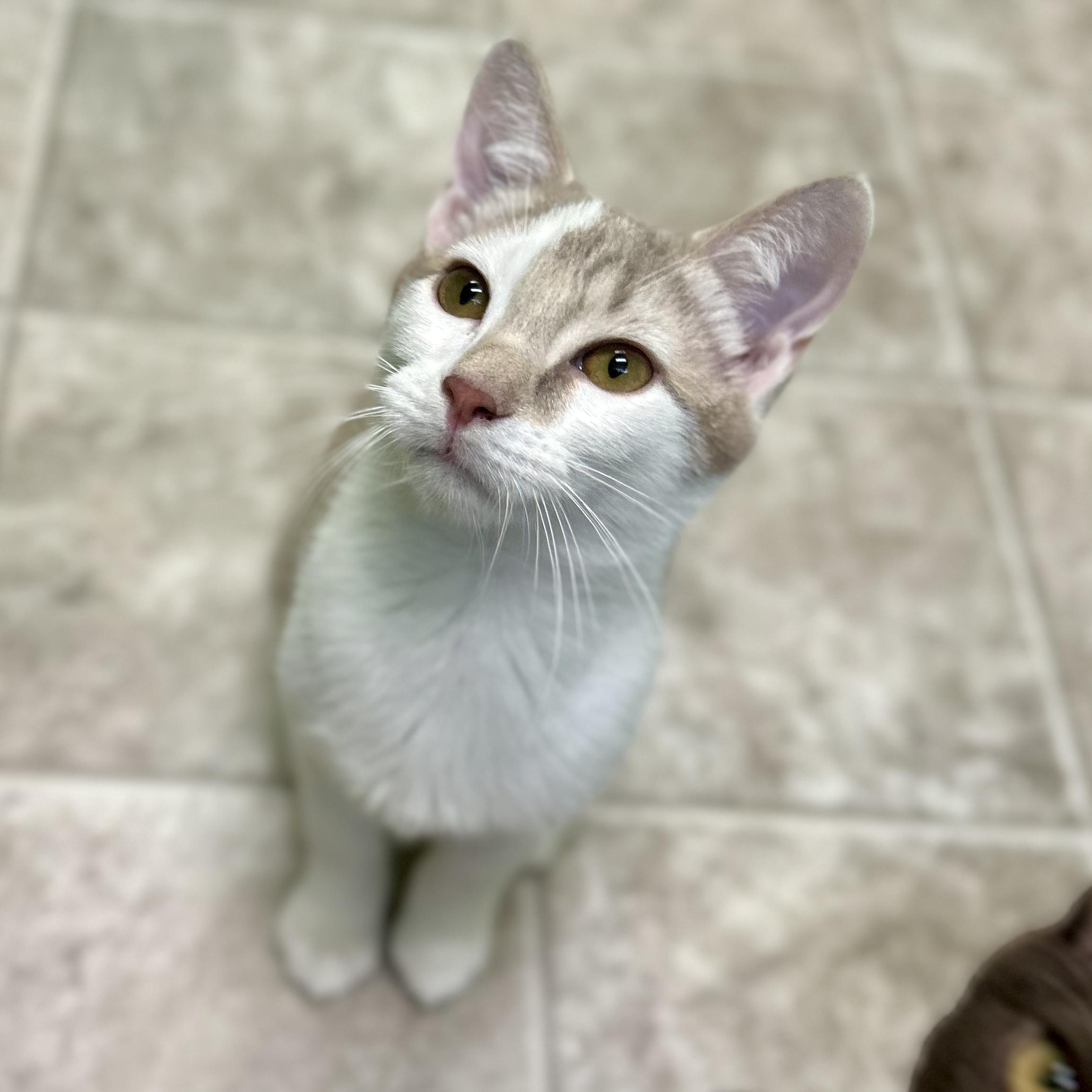 Enlarge Aster, a Adoptable Domestic Short Hair in Greenbelt, MD image 3/6