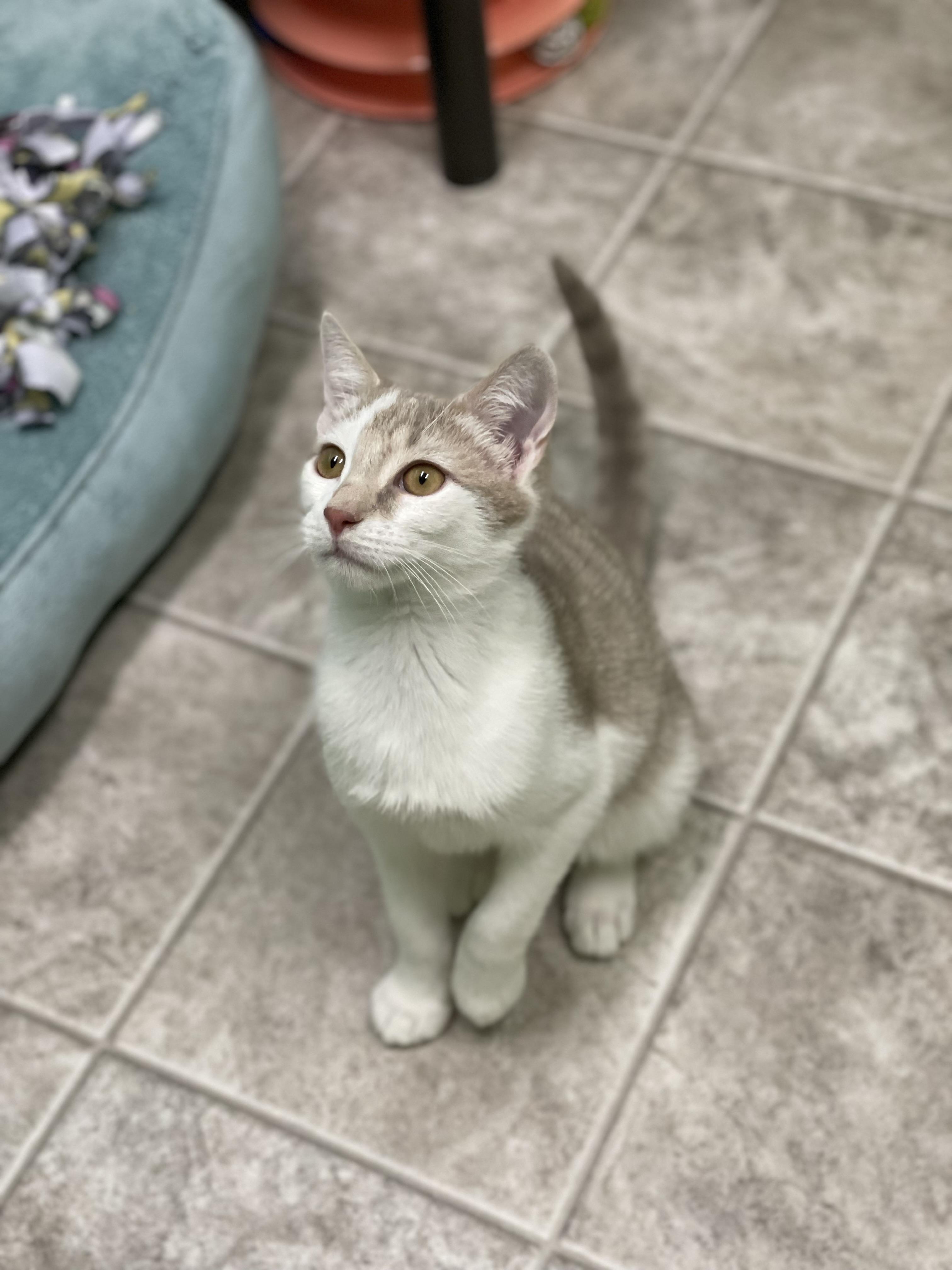 Enlarge Aster, a Adoptable Domestic Short Hair in Greenbelt, MD image 4/6