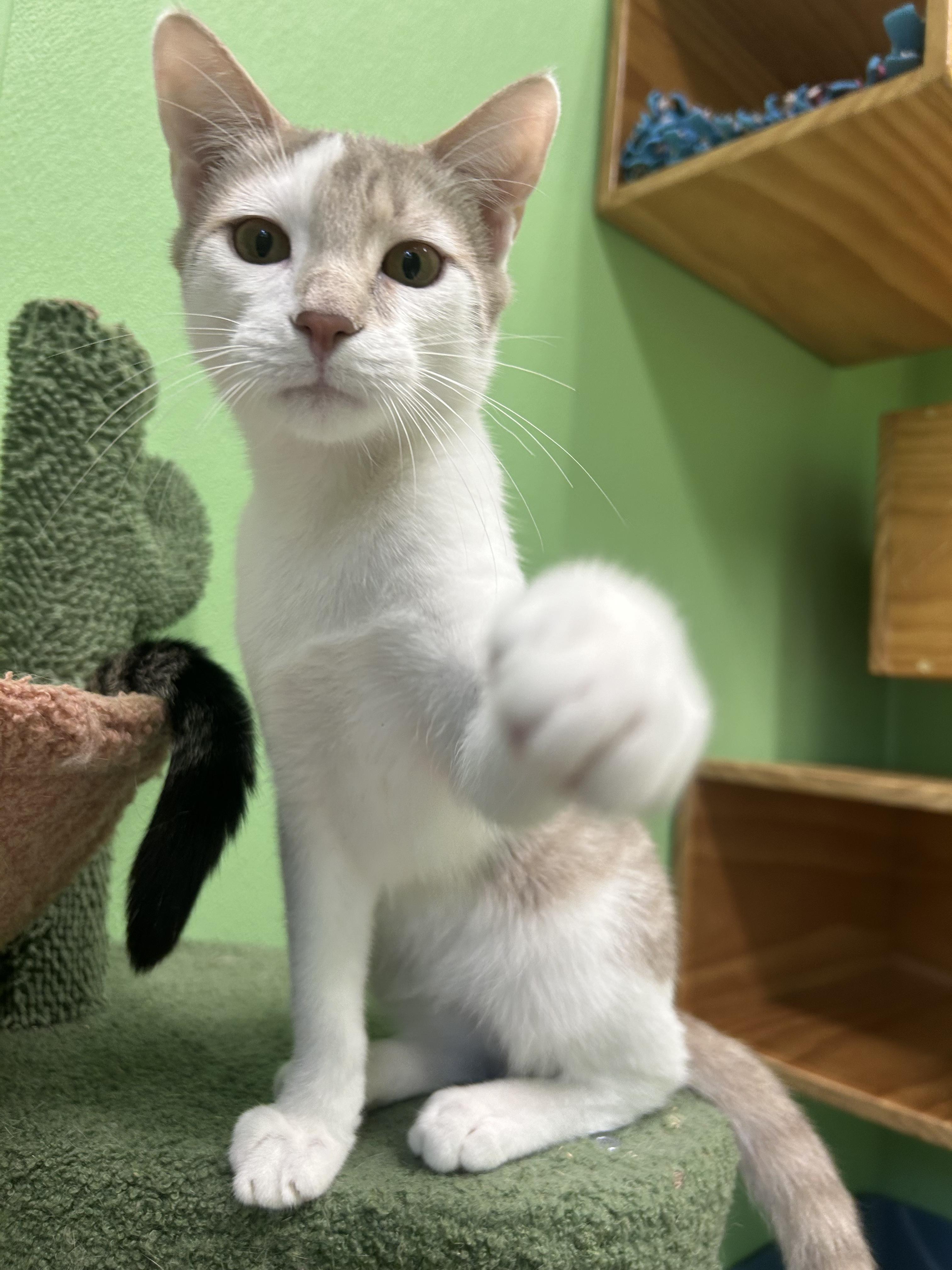 Aster, Adoptable, Kitten Male Domestic Short Hair.