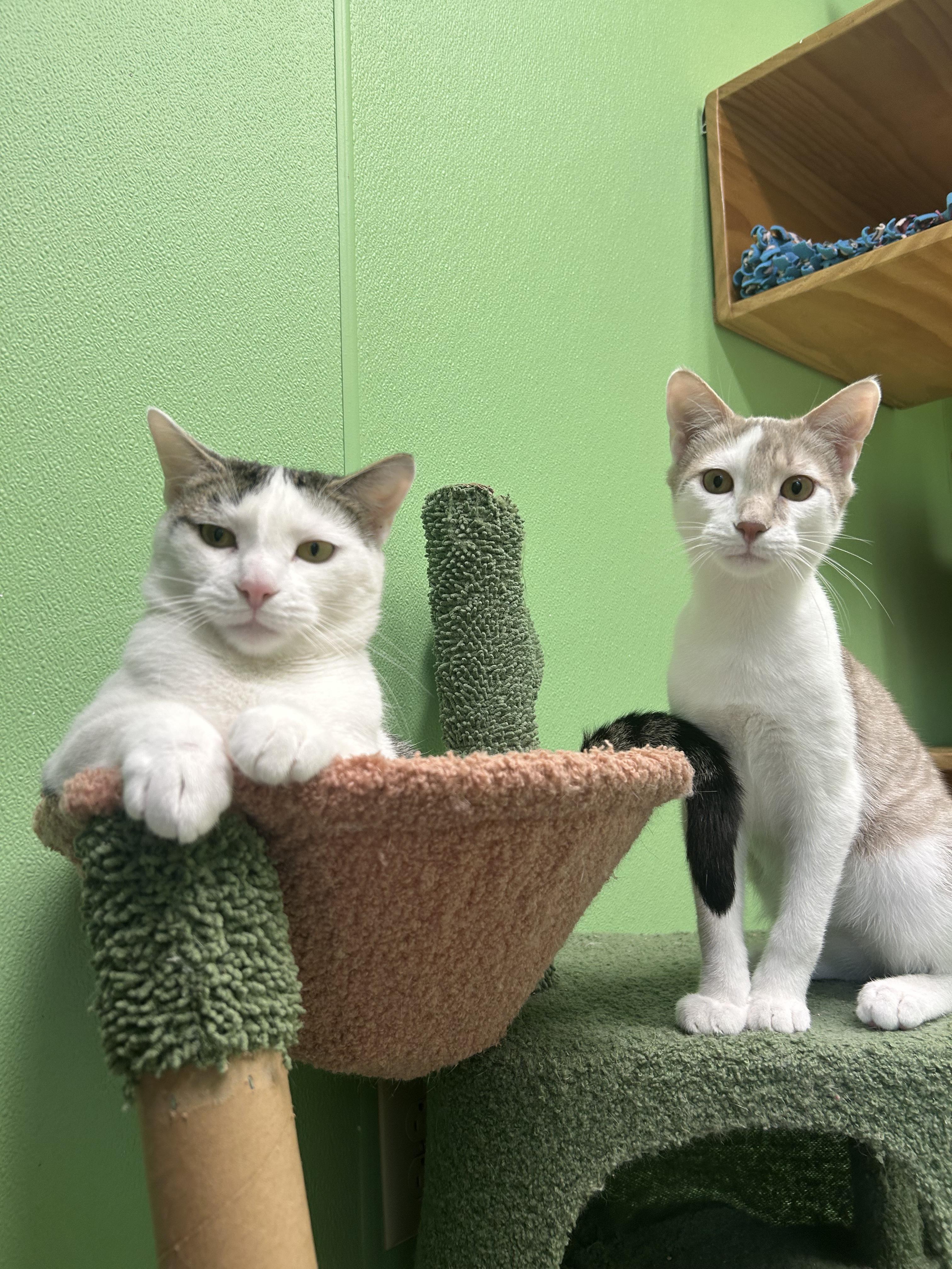 Enlarge Aster, a Adoptable Domestic Short Hair in Greenbelt, MD image 2/6