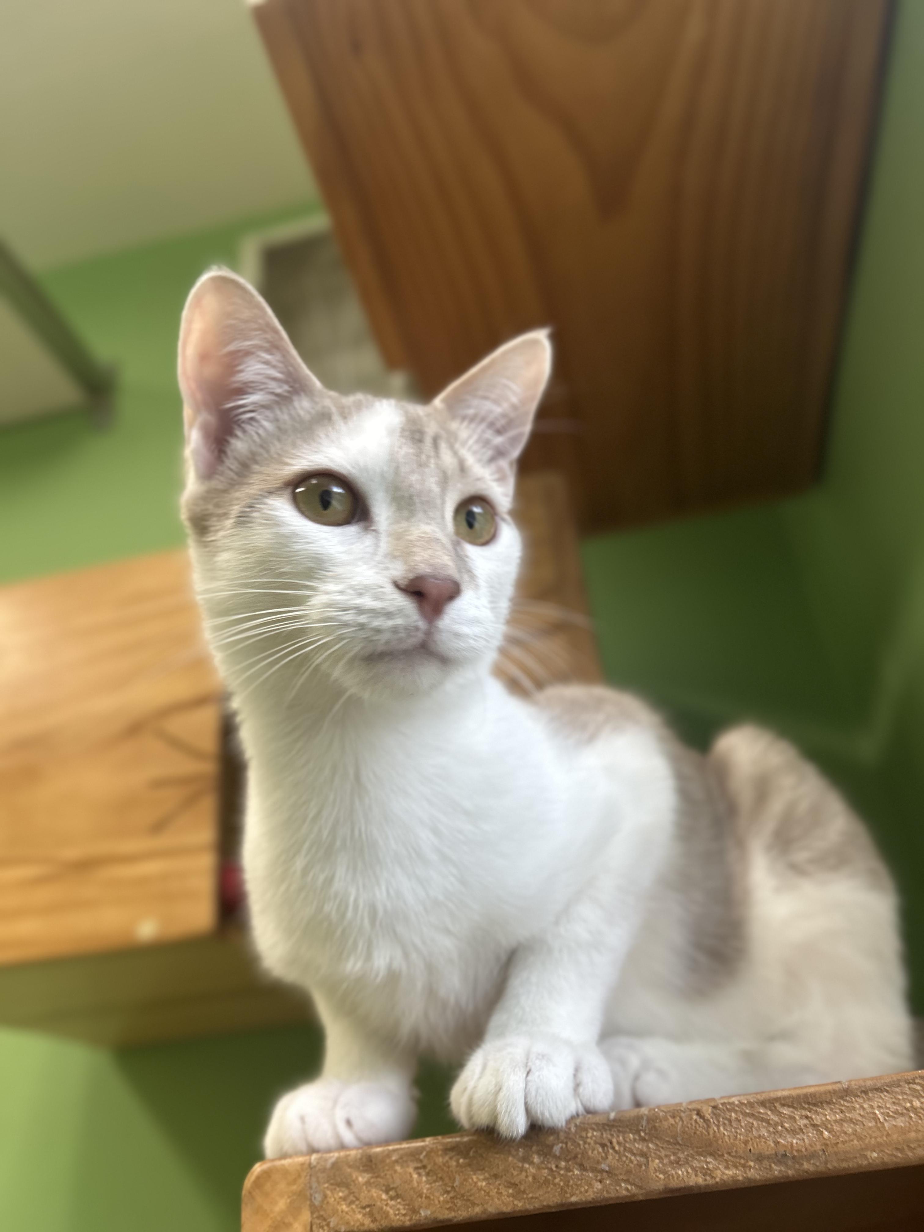 Enlarge Aster, a Adoptable Domestic Short Hair in Greenbelt, MD image 5/6