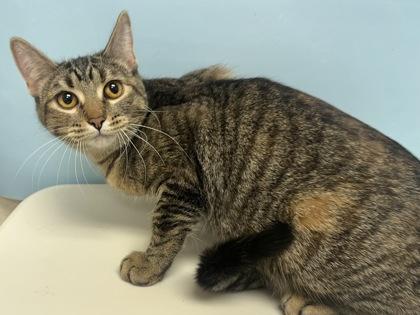 Bonnie, Adoptable, Young Female Domestic Short Hair & Domestic Short Hair.