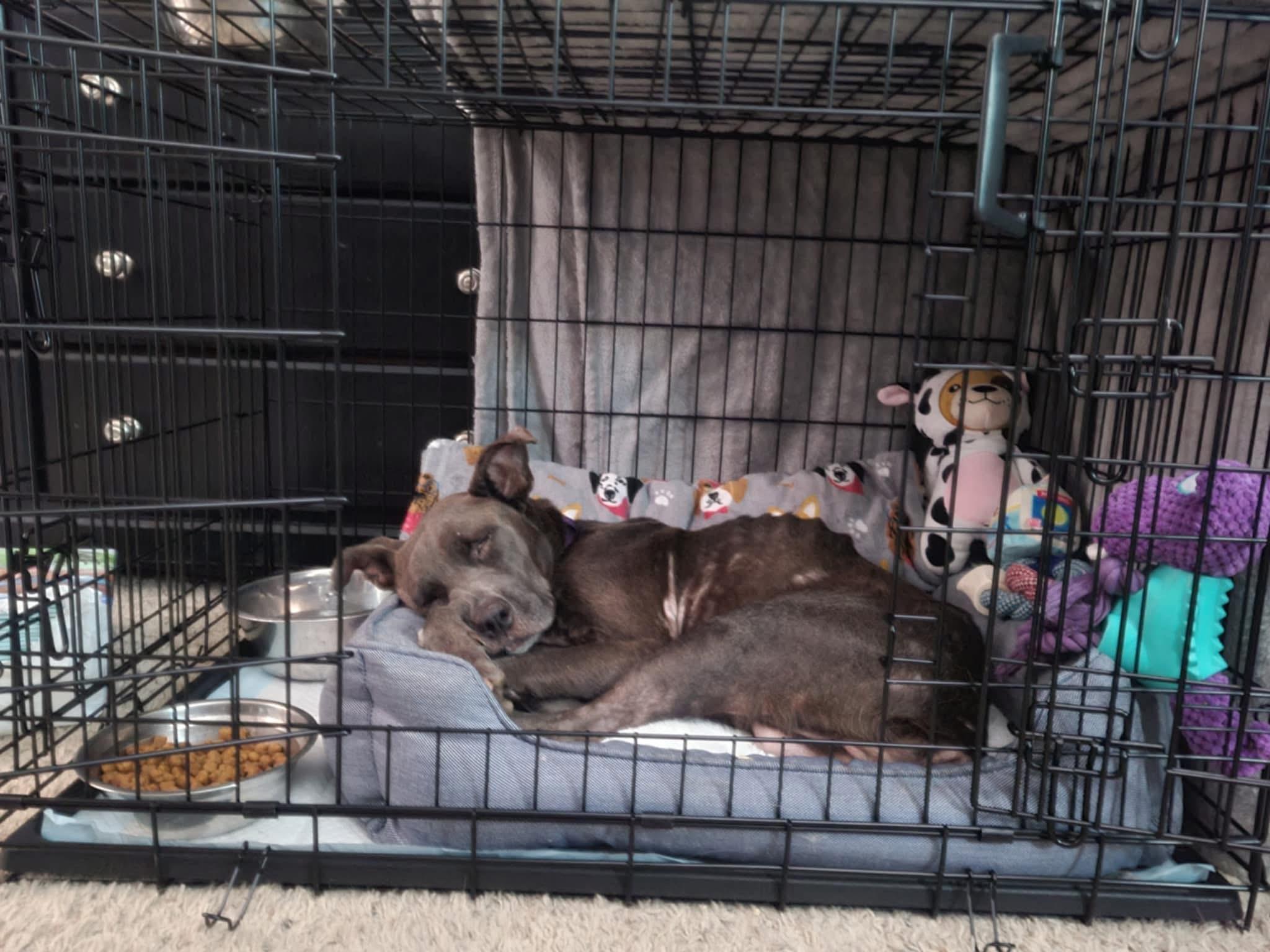 Foster ZARA!