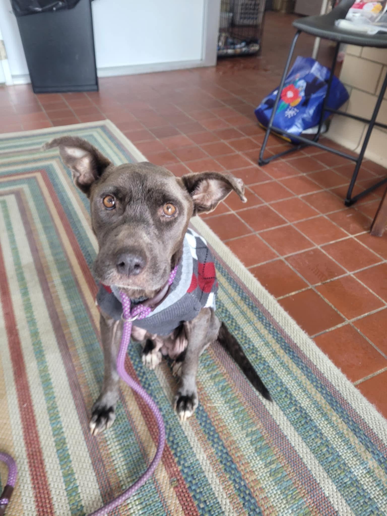 Foster ZARA!