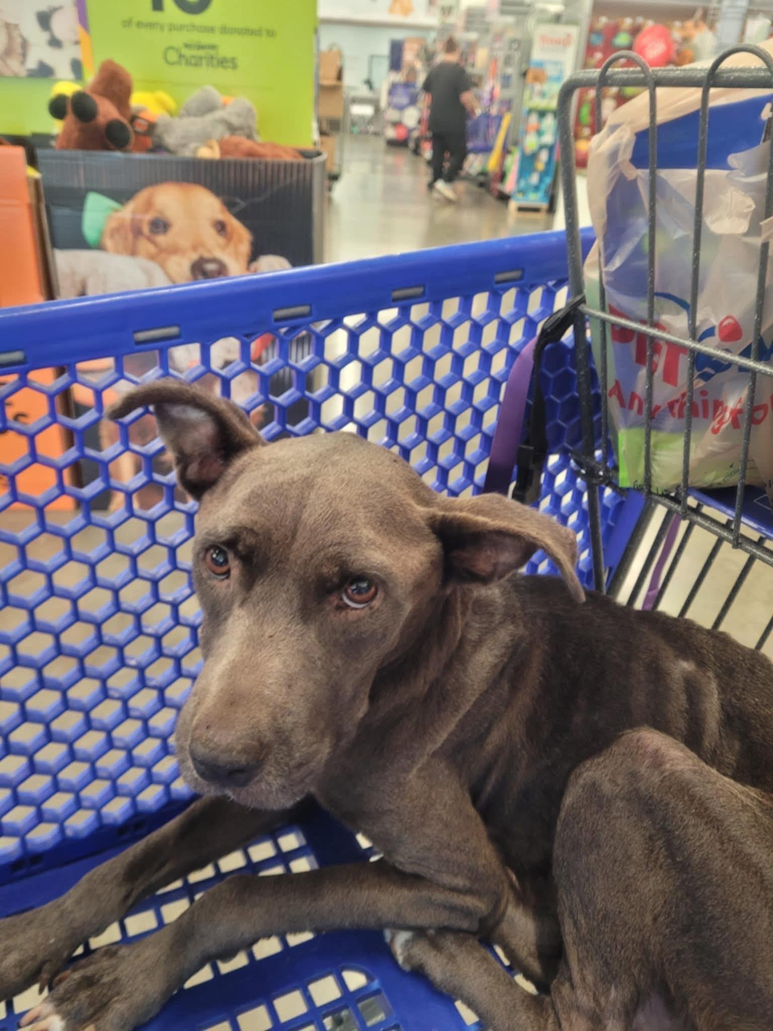 Foster ZARA!