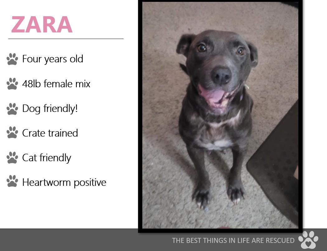 Foster ZARA!