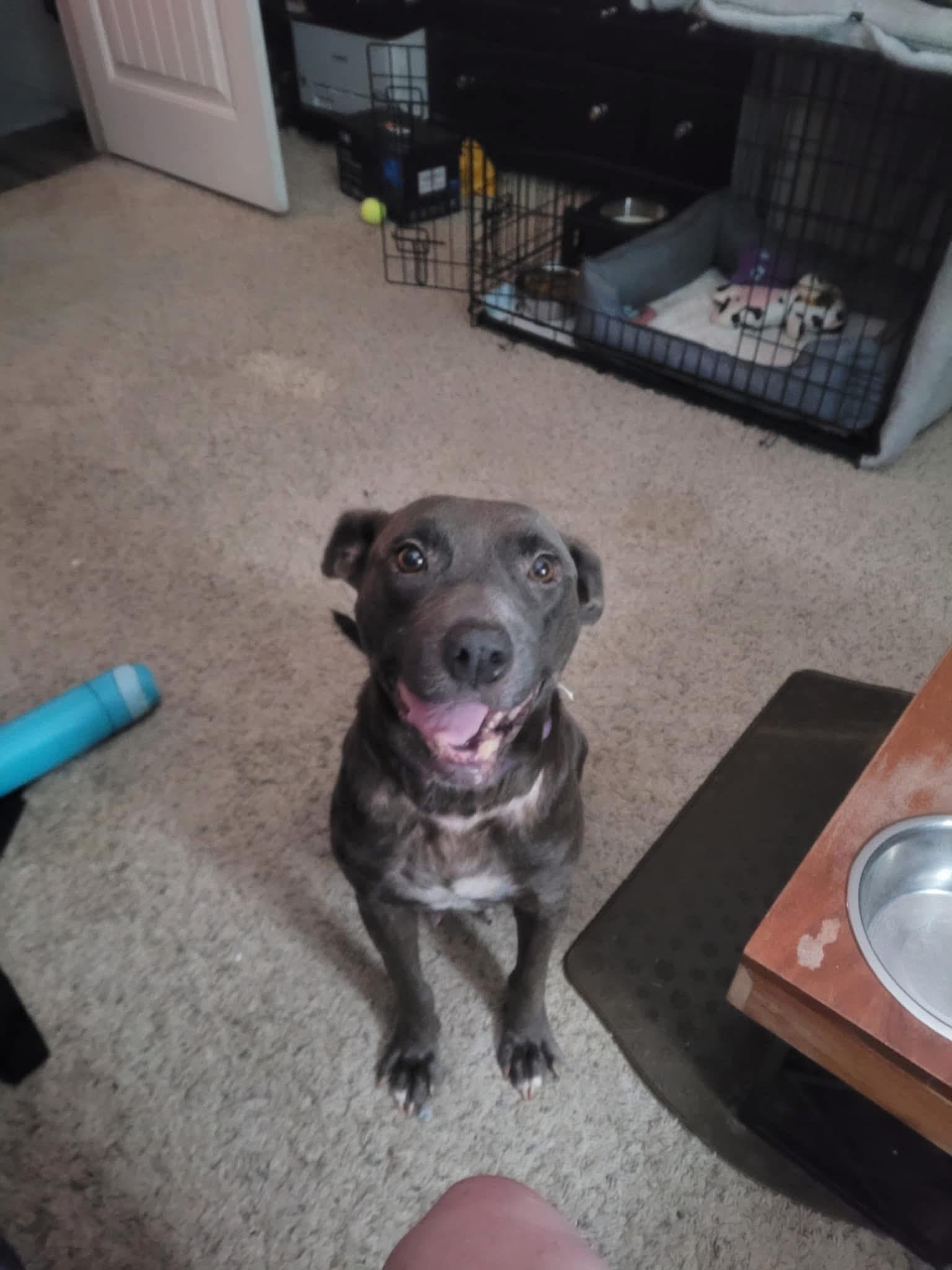 Foster ZARA!