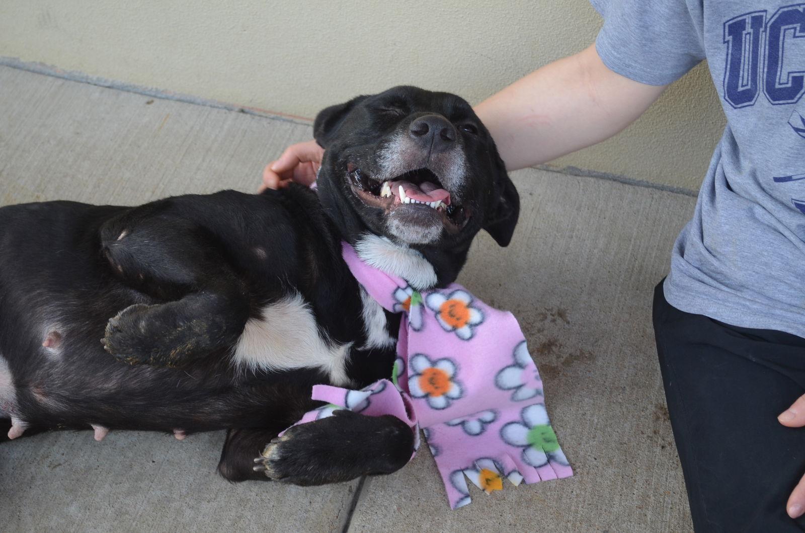 Enlarge Mulberry, a Adopted Labrador Retriever in McKinney, TX image 1/3