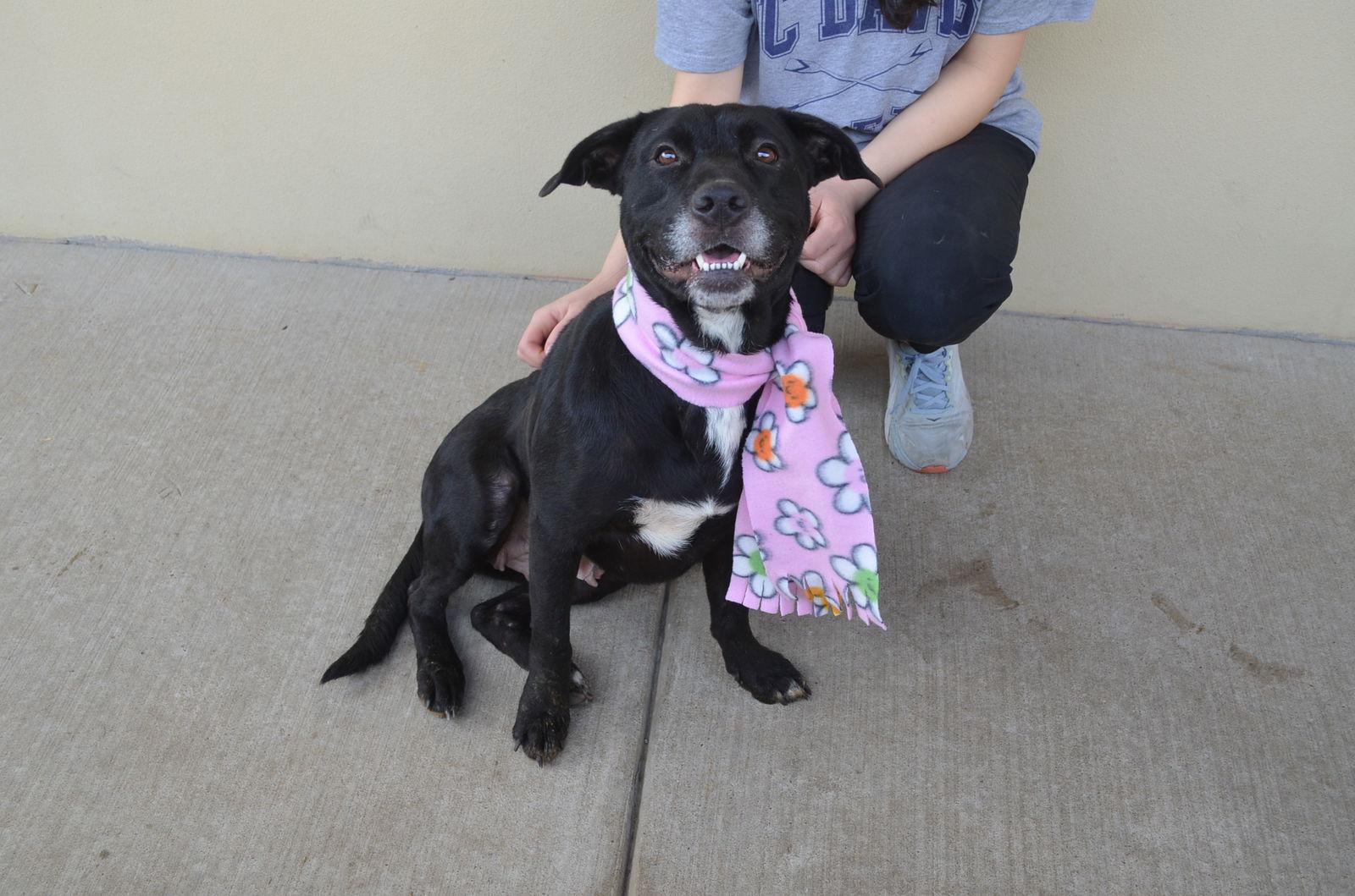 Enlarge Mulberry, a Adopted Labrador Retriever in McKinney, TX image 2/3
