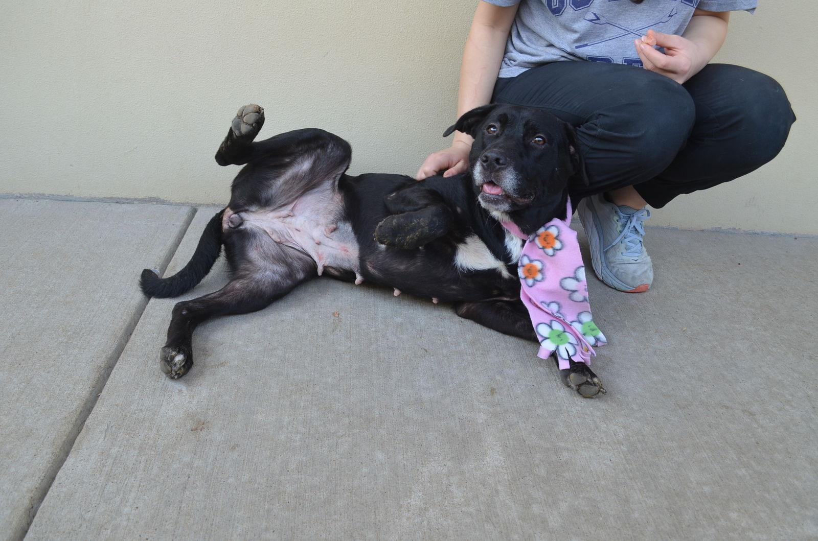 Enlarge Mulberry, a Adopted Labrador Retriever in McKinney, TX image 3/3