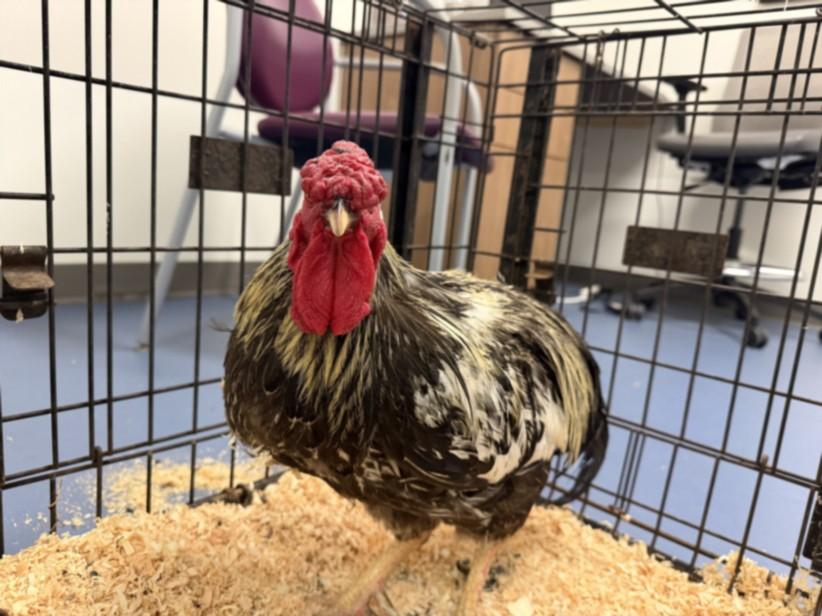 MR.ROOSTER, Adoptable, Young Male Chicken.