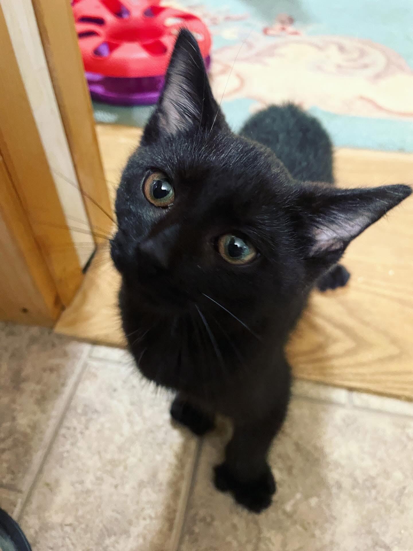 Subaru, Adoptable, Kitten Male Domestic Short Hair.