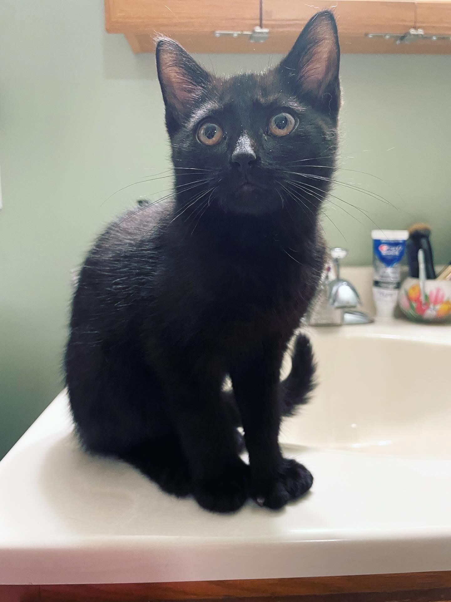 Subaru, a Adoptable mixed breed in Ontario, NY image 3/3