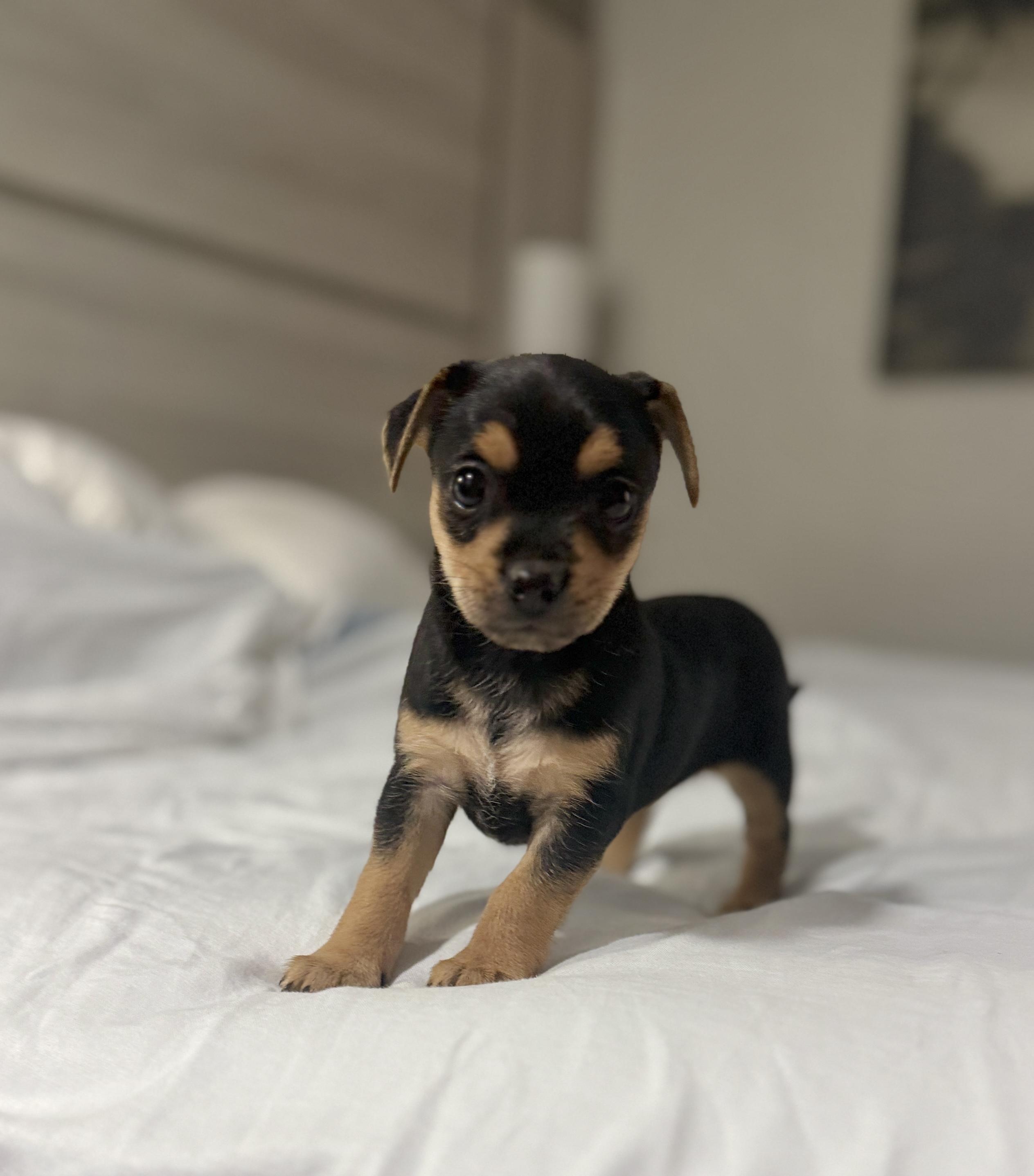 Enlarge Clover, a ADOPTABLE mixed breed in Hales corners, WI image 3/3