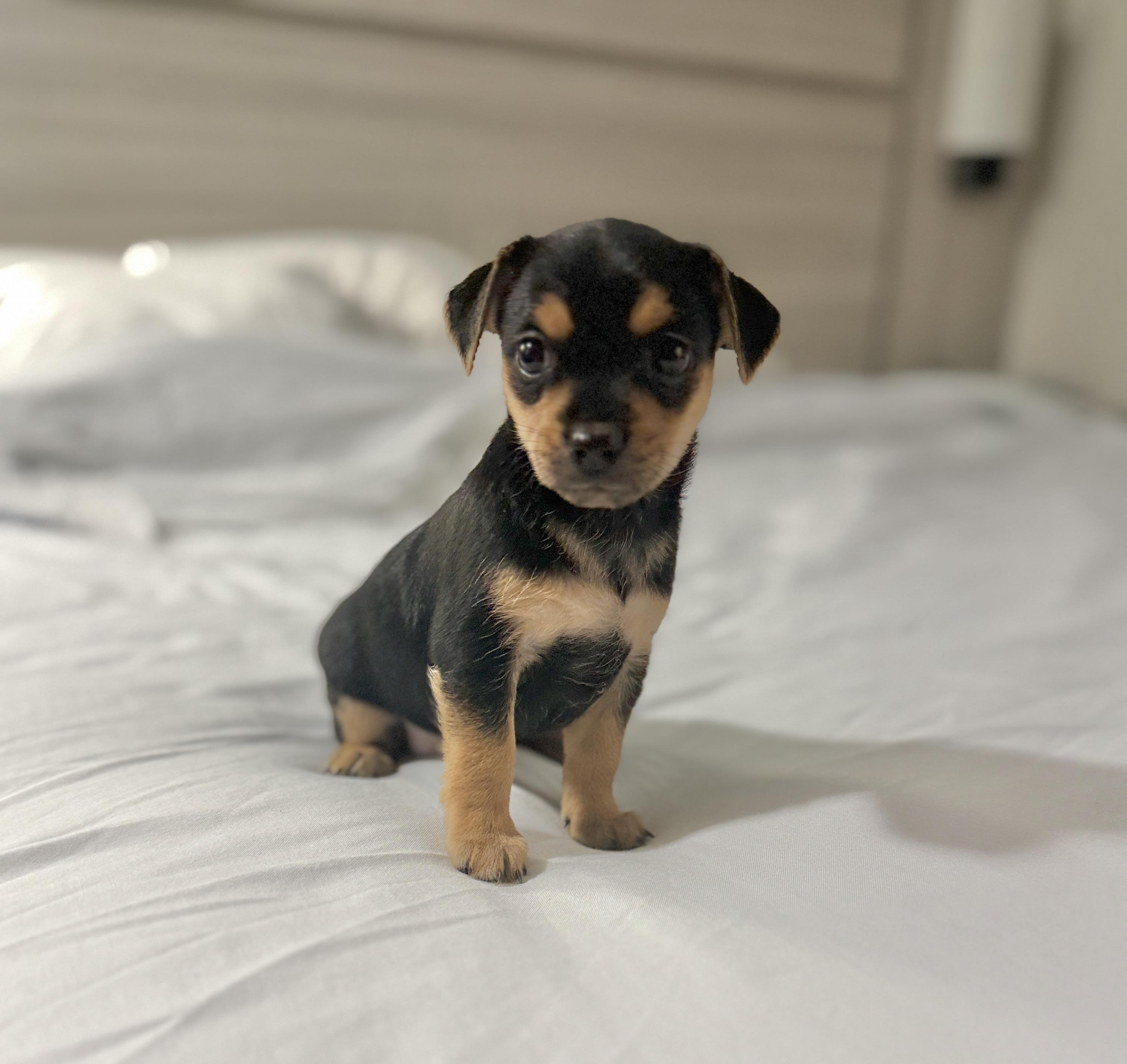 Enlarge Clover, a ADOPTABLE mixed breed in Hales corners, WI image 1/3