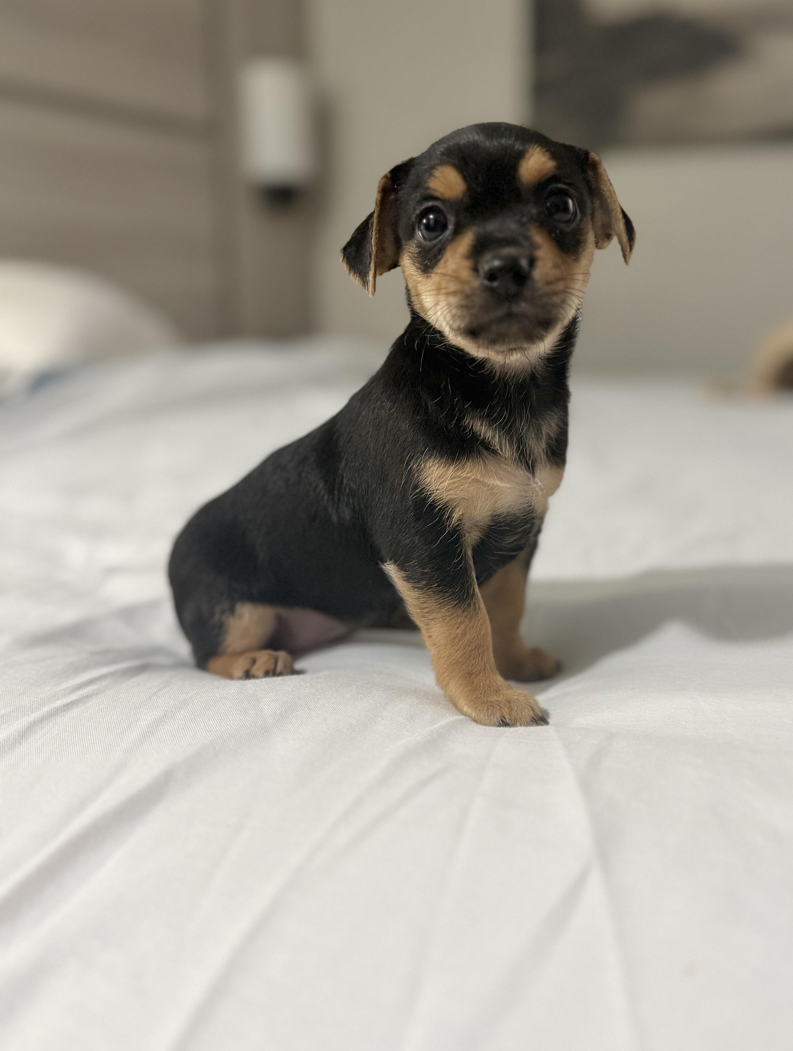 Enlarge Clover, a ADOPTABLE mixed breed in Hales corners, WI image 2/3