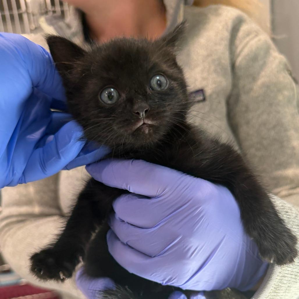 Enlarge Thing 1, a Adoptable Domestic Short Hair in Scituate, MA image 1/1