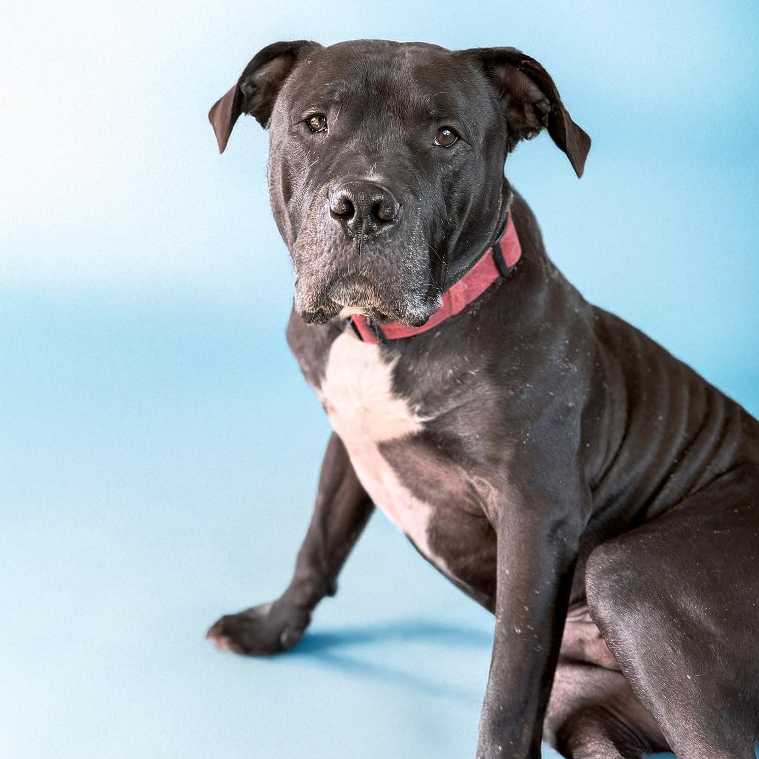 Batman, Adoptable, Adult Male Pit Bull Terrier.