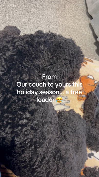 Enlarge Shadow. Chill. Laid back, a Adoptable Cockapoo in Maumee , OH video 3/4