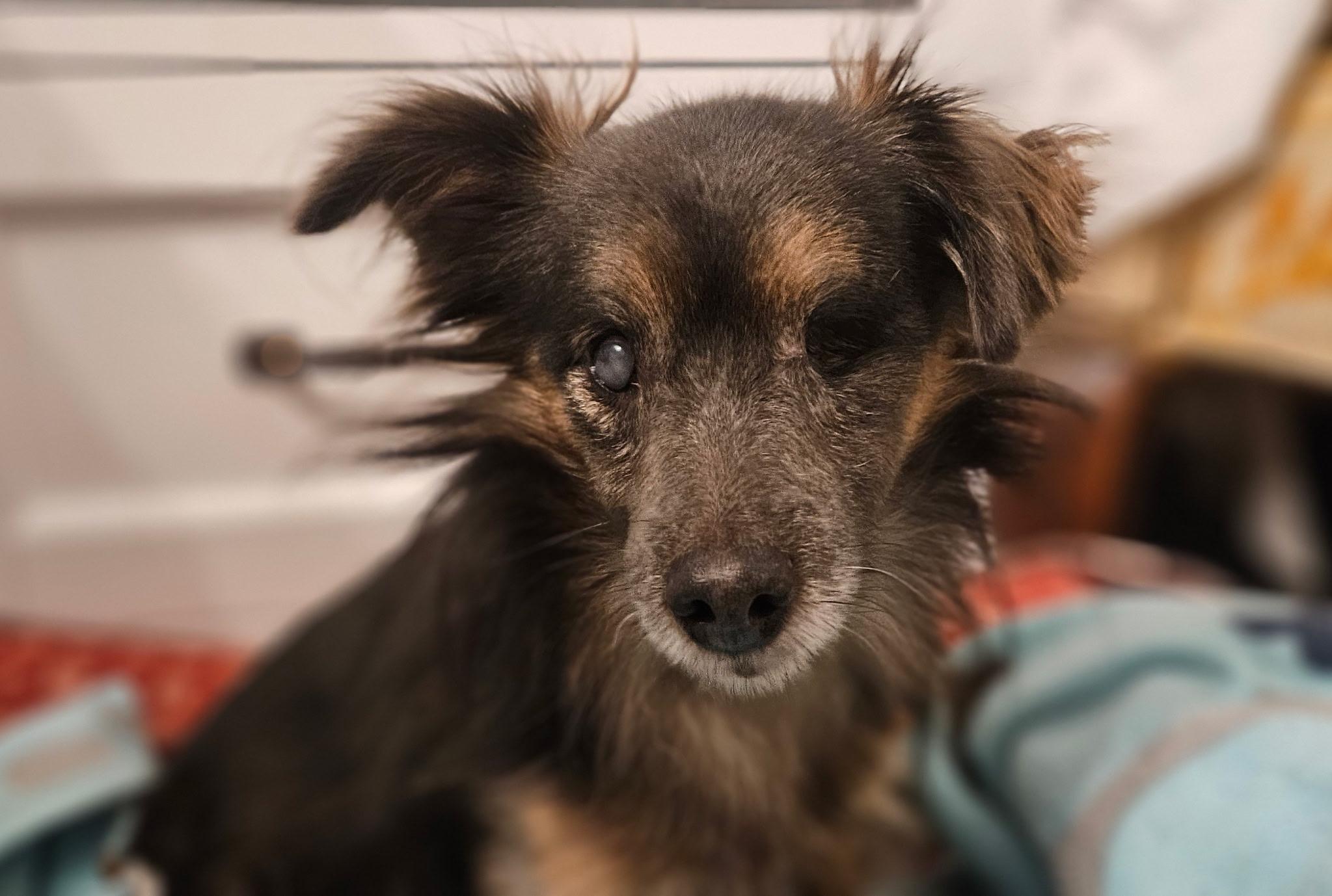 Charlie the one eyed Chihuahua, a ADOPTABLE mixed breed in Woodland Hills, CA image 1/6