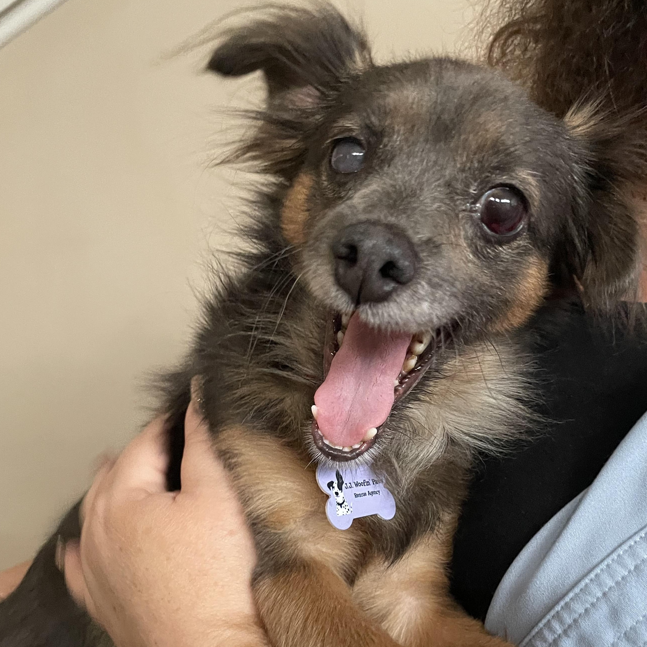 Enlarge Charlie, a ADOPTABLE mixed breed in Woodland Hills, CA image 2/6