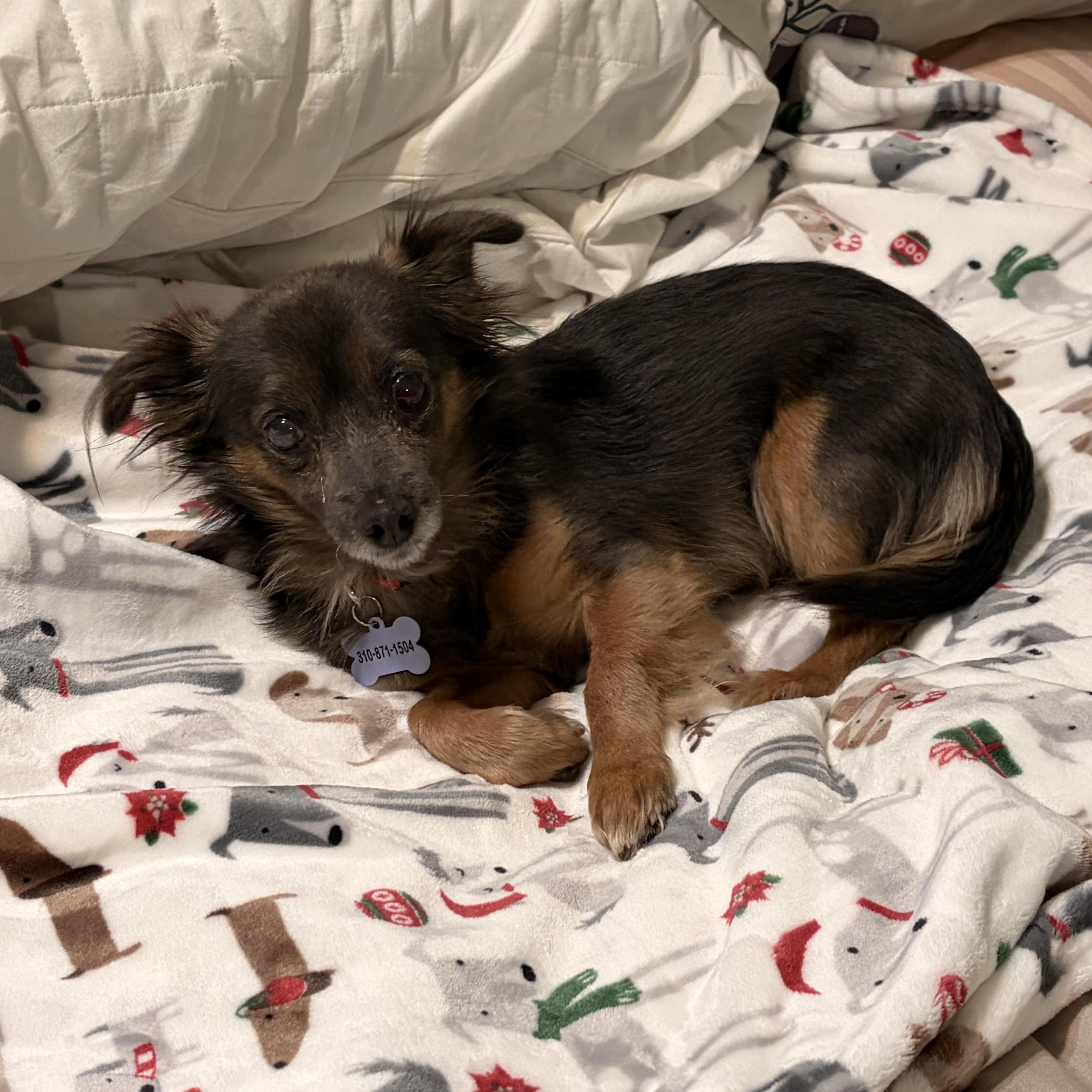 Enlarge Charlie, a ADOPTABLE mixed breed in Woodland Hills, CA image 3/6