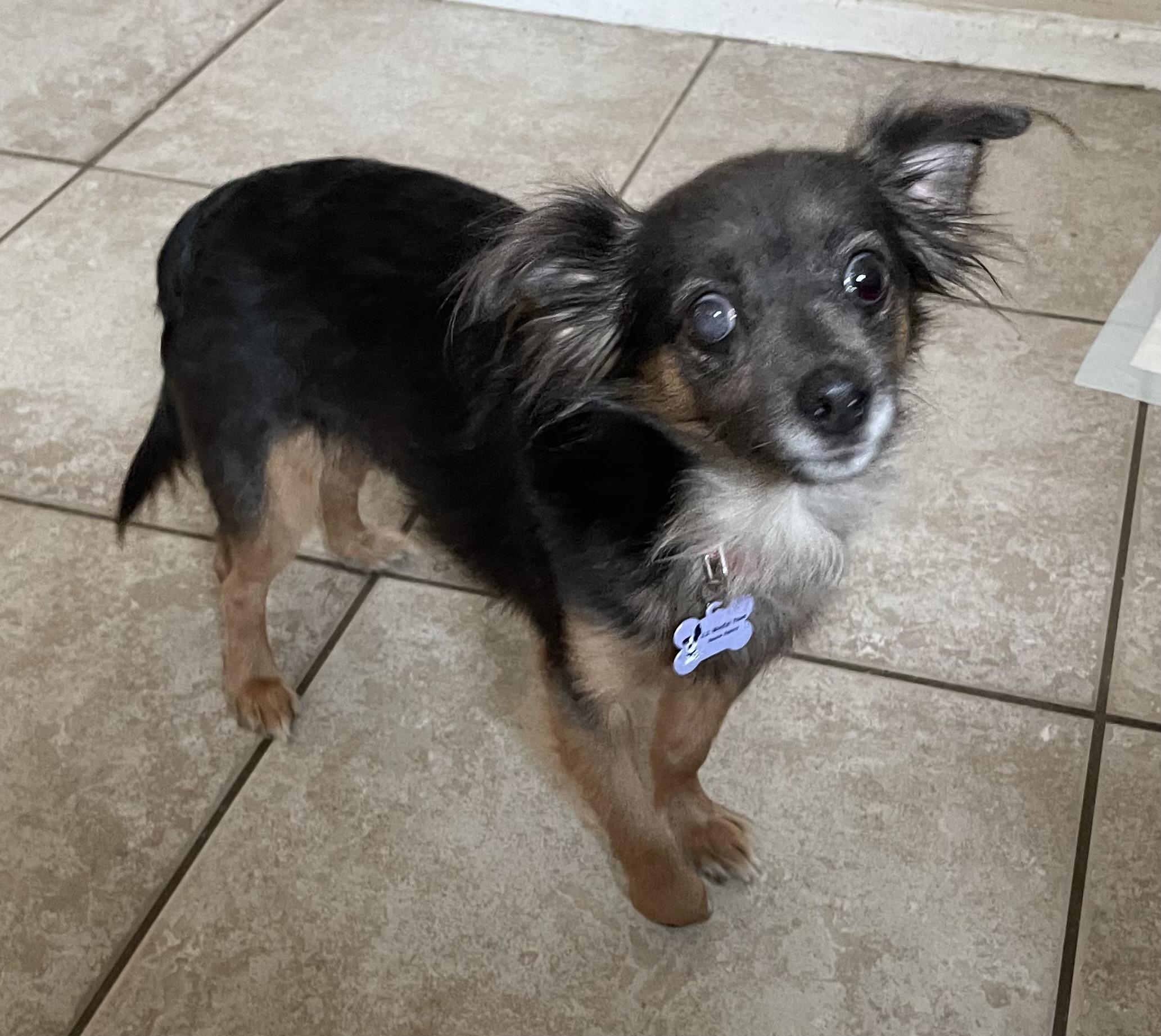 Enlarge Charlie, a ADOPTABLE mixed breed in Woodland Hills, CA image 1/6