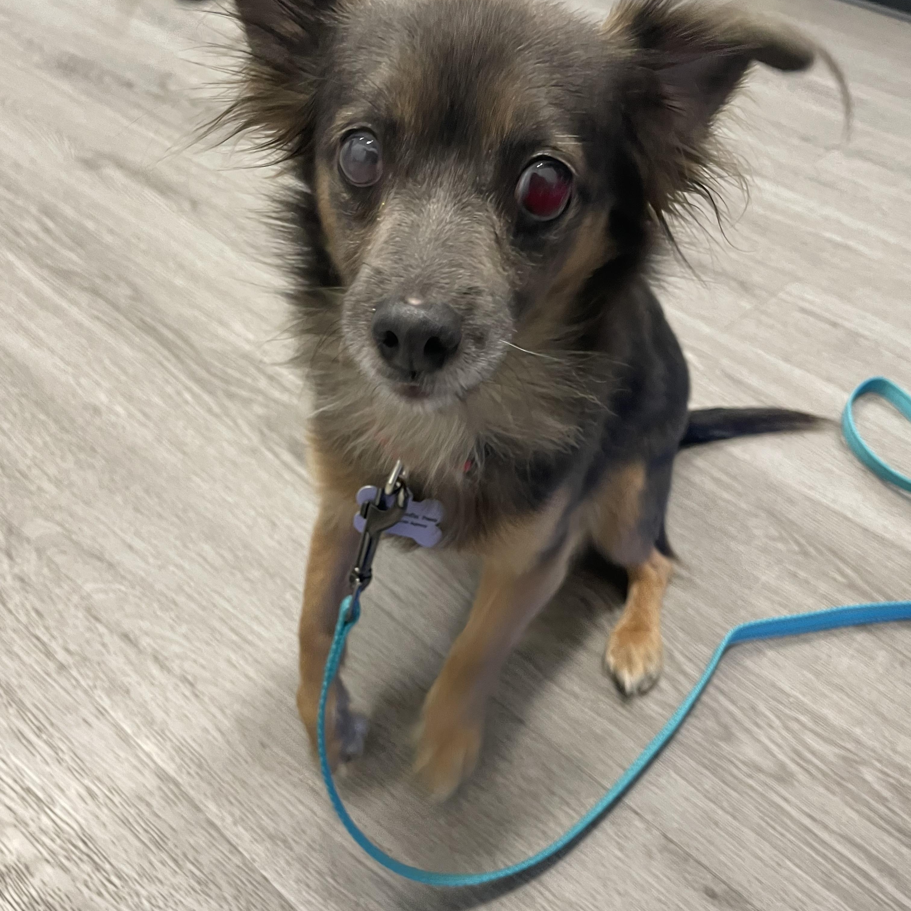 Enlarge Charlie, a ADOPTABLE mixed breed in Woodland Hills, CA image 4/6