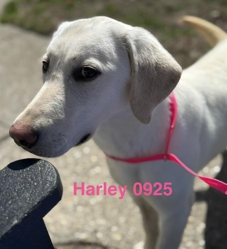 Enlarge Harley-Y, a ADOPTABLE Yellow Labrador Retriever in Killingworth, CT image 1/5