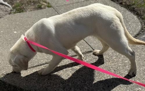 Enlarge Harley-Y, a ADOPTABLE Yellow Labrador Retriever in Killingworth, CT image 4/5