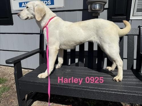 Enlarge Harley-Y, a ADOPTABLE Yellow Labrador Retriever in Killingworth, CT image 3/5