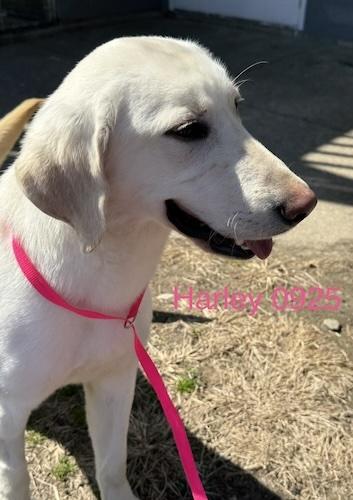 Enlarge Harley-Y, a ADOPTABLE Yellow Labrador Retriever in Killingworth, CT image 2/5