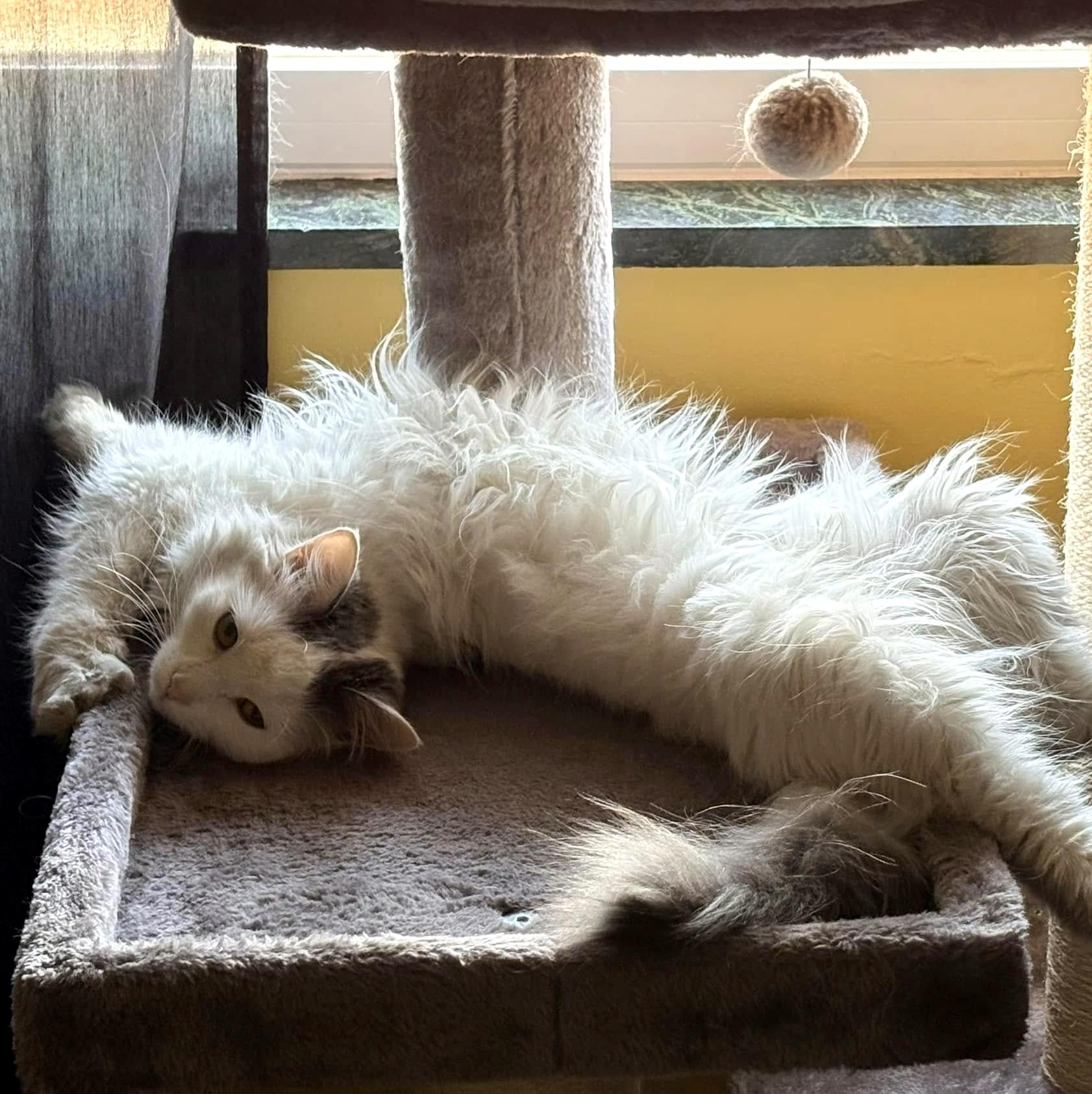 Enlarge Janice, a ADOPTABLE Domestic Long Hair in Pittsburgh, PA image 4/6