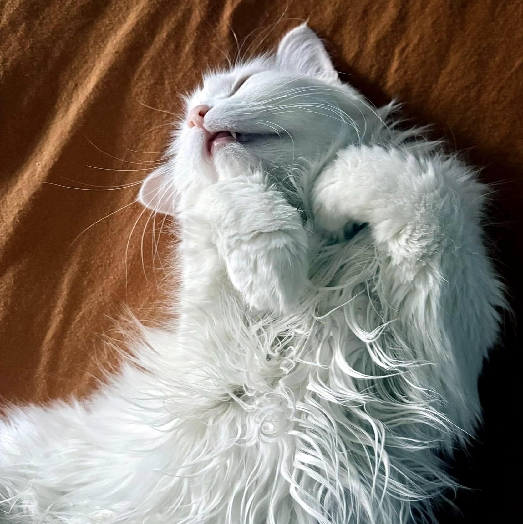 Enlarge Janice, a ADOPTABLE Domestic Long Hair in Pittsburgh, PA image 2/6