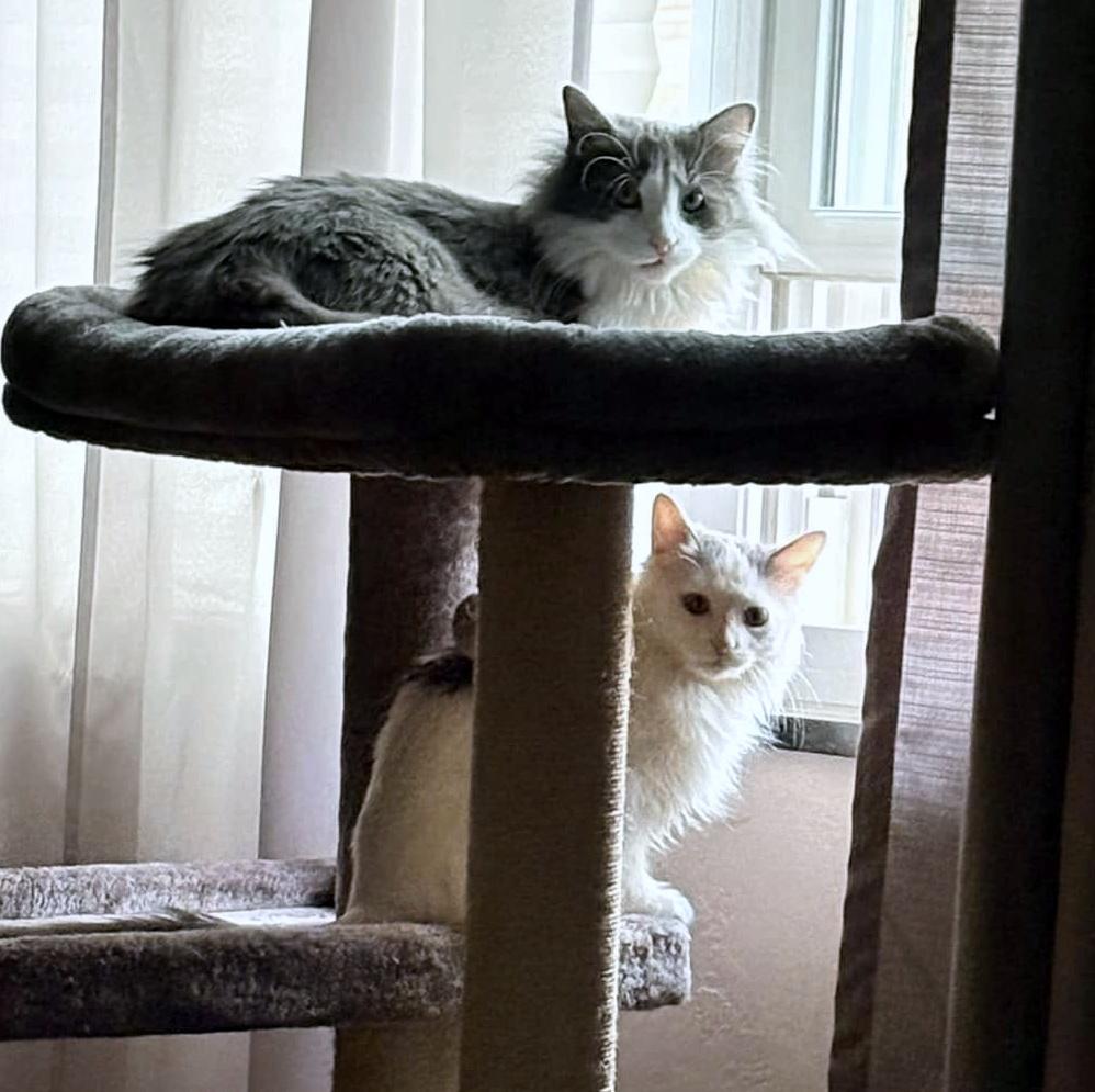 Enlarge Janice, a ADOPTABLE Domestic Long Hair in Pittsburgh, PA image 5/6