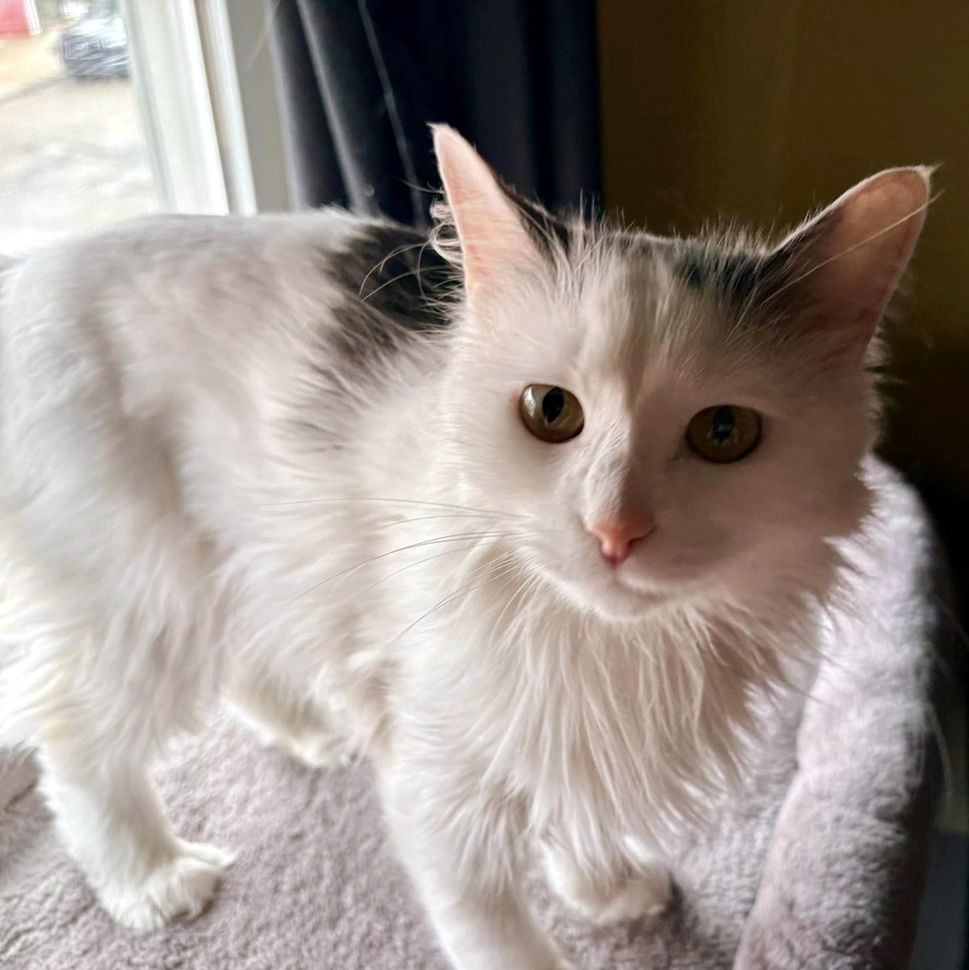 Janice, ADOPTABLE, Adult Female Domestic Long Hair.