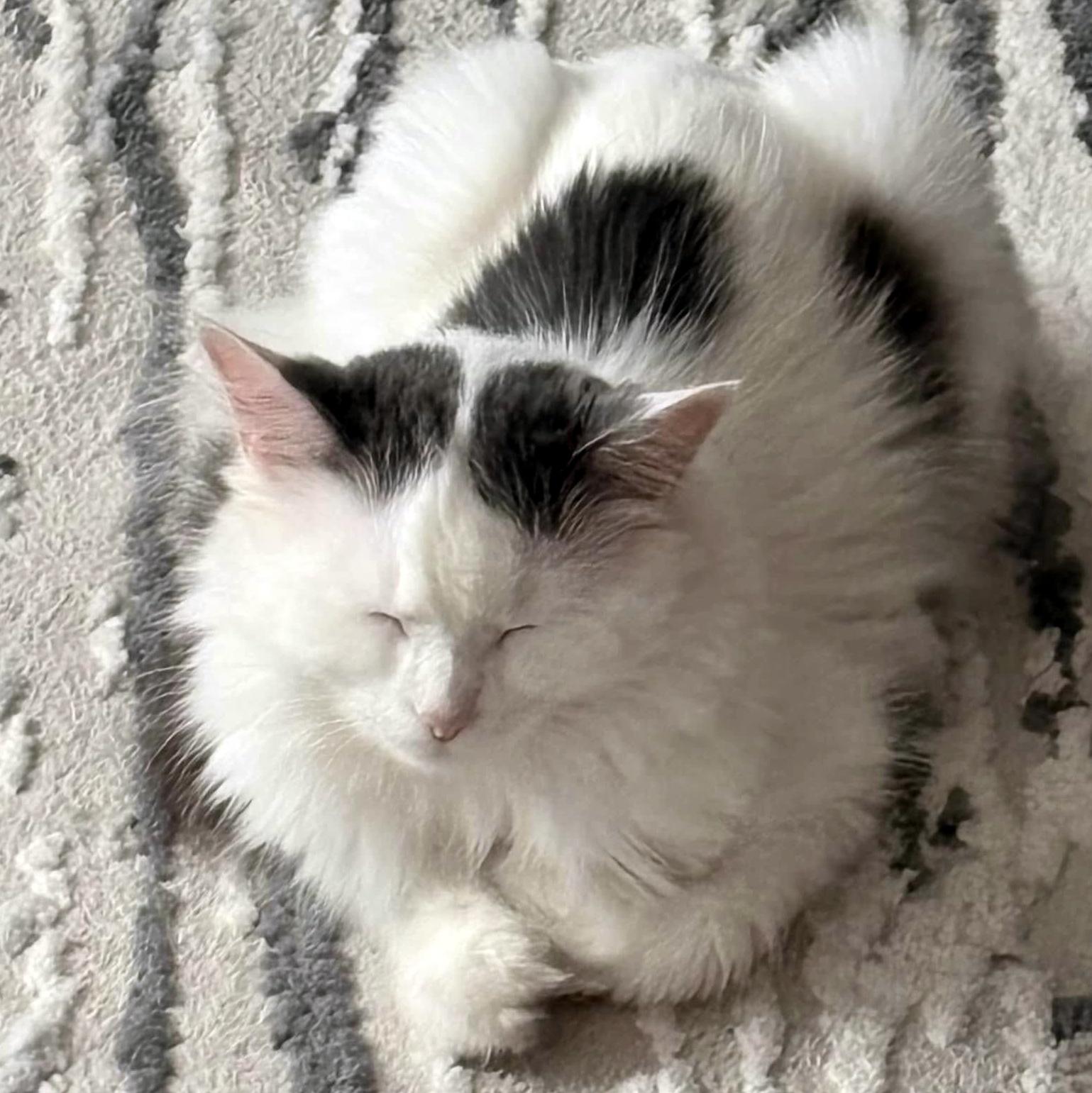 Enlarge Janice, a ADOPTABLE Domestic Long Hair in Pittsburgh, PA image 6/6