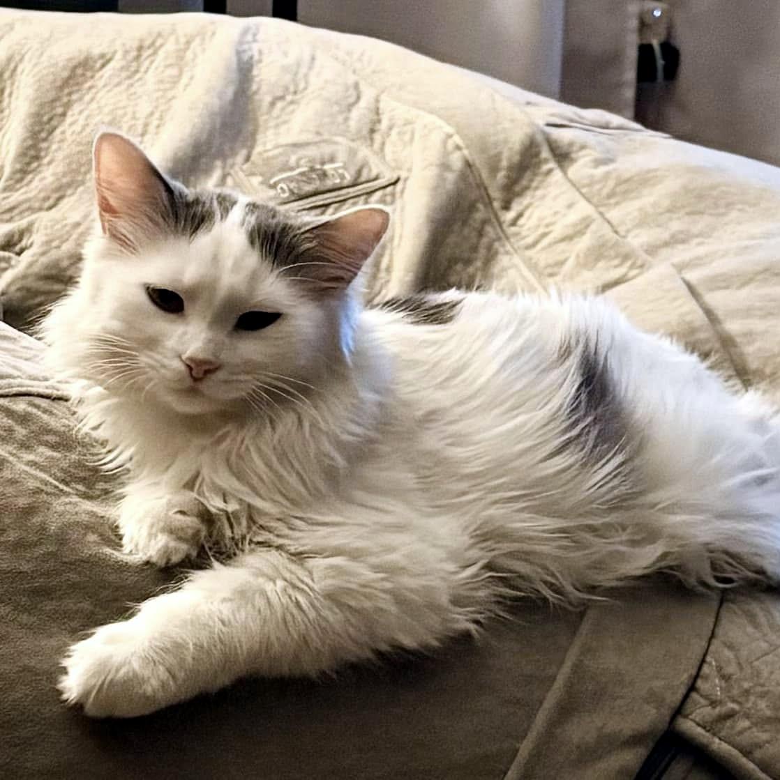 Enlarge Janice, a ADOPTABLE Domestic Long Hair in Pittsburgh, PA image 3/6